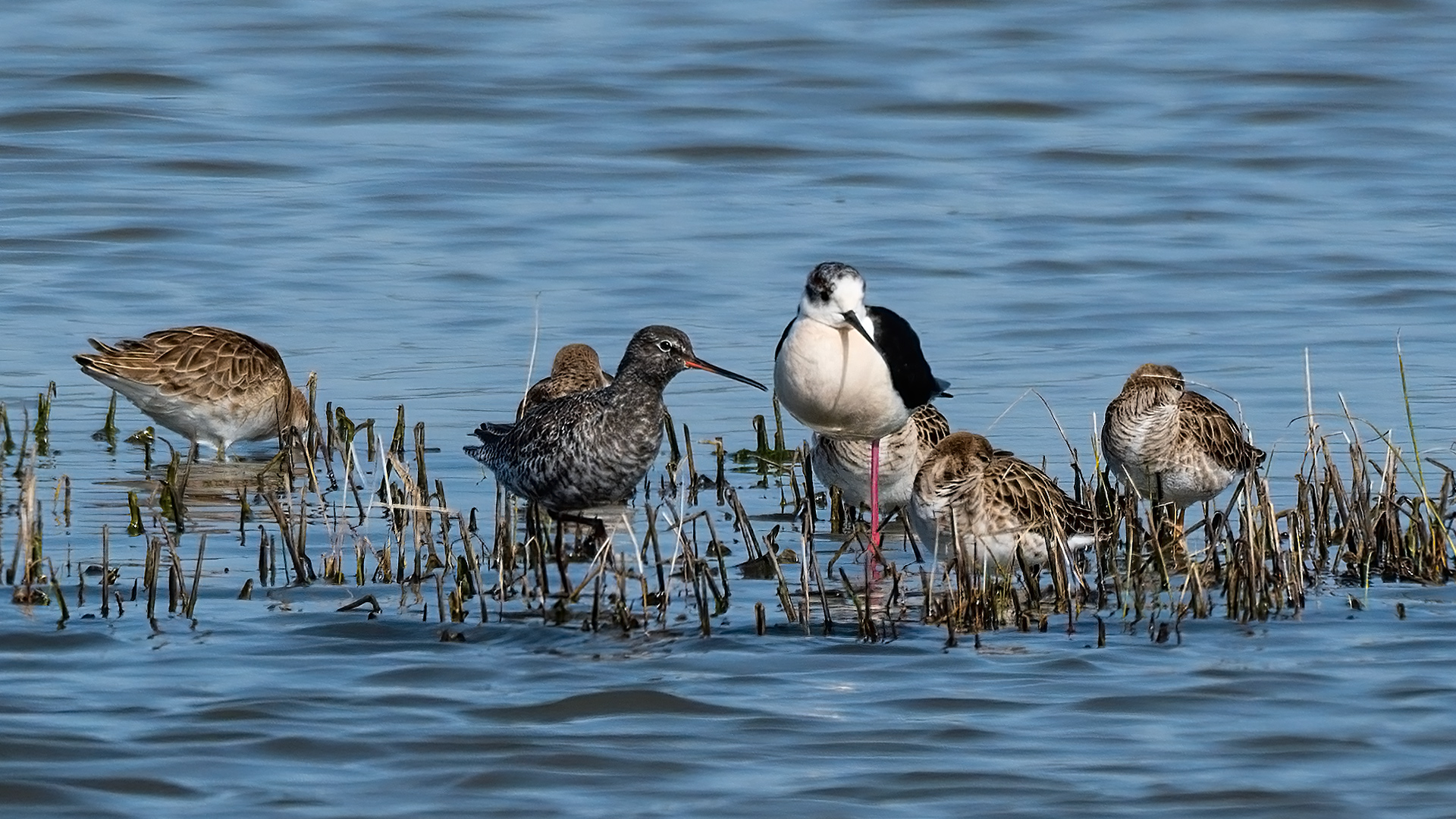 Spotted Redshank