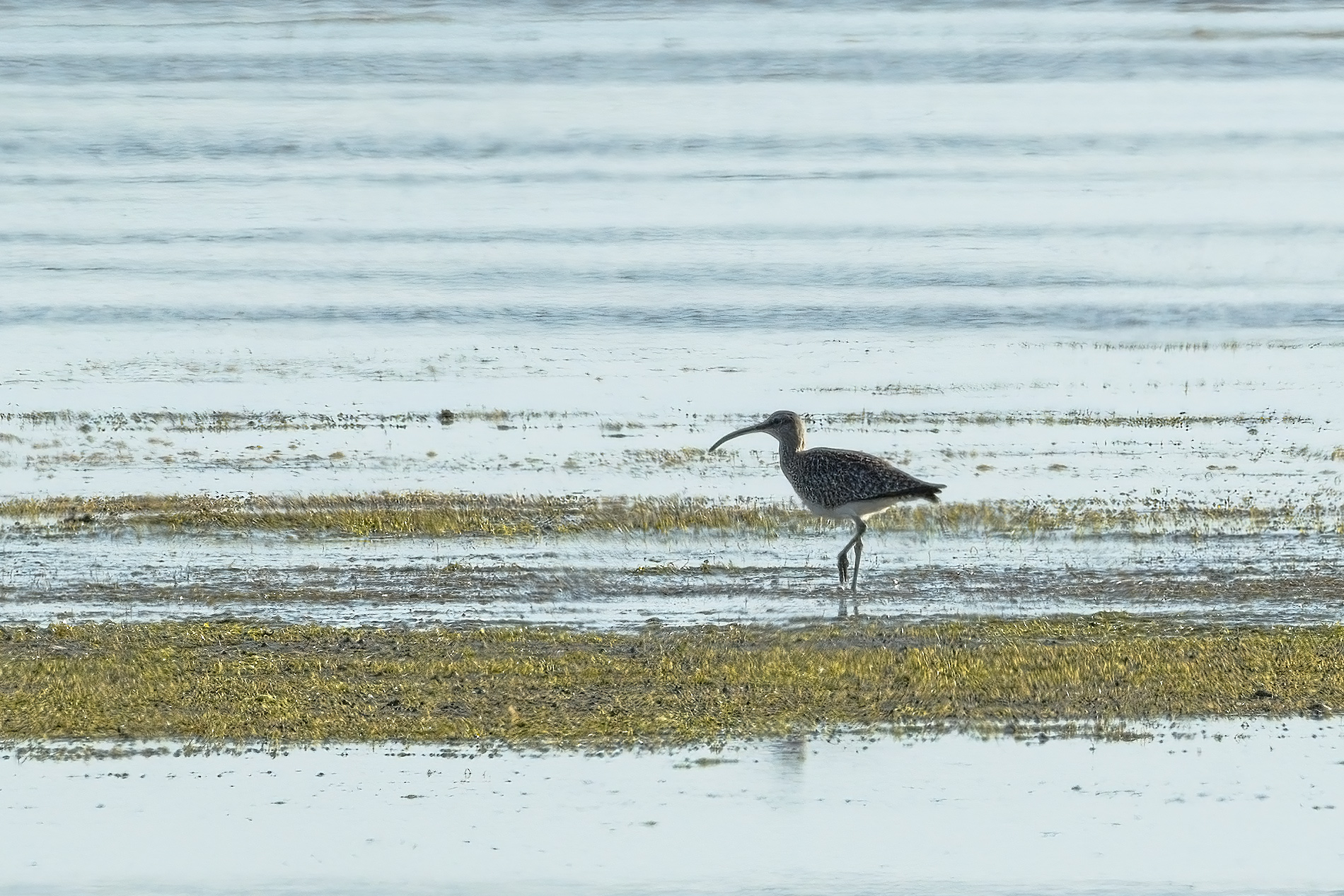 Eurasian Whimbrel