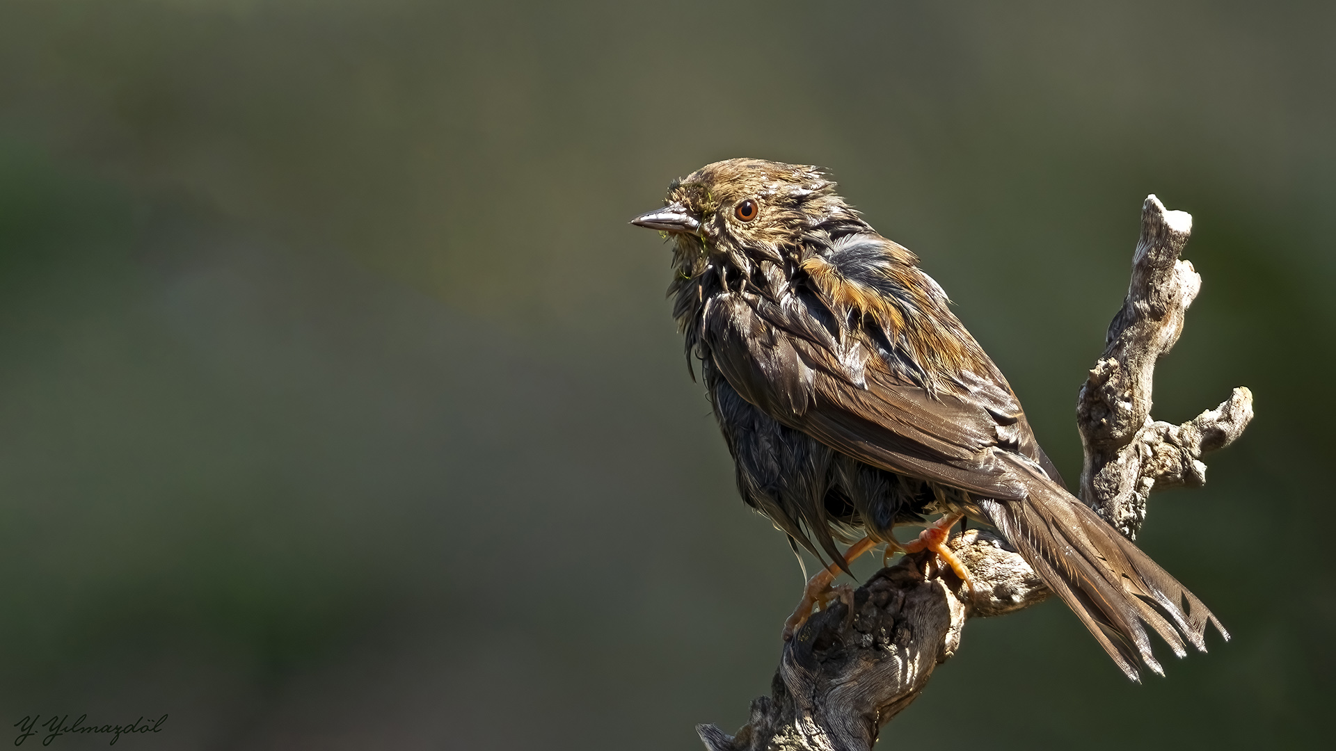 Dağbülbülü