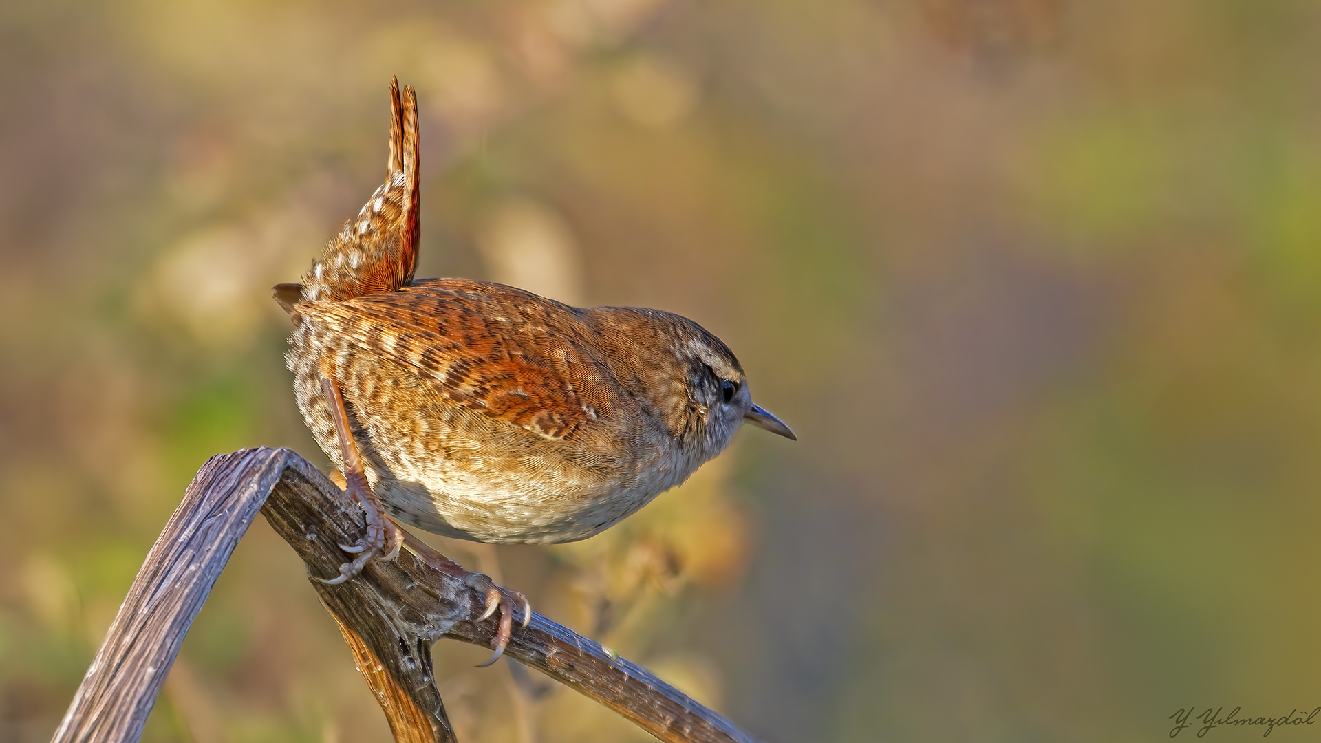 Çitkuşu