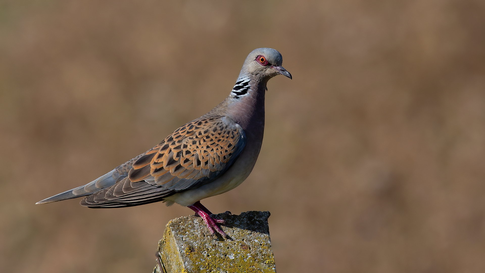 Üveyik » European Turtle Dove » Streptopelia turtur