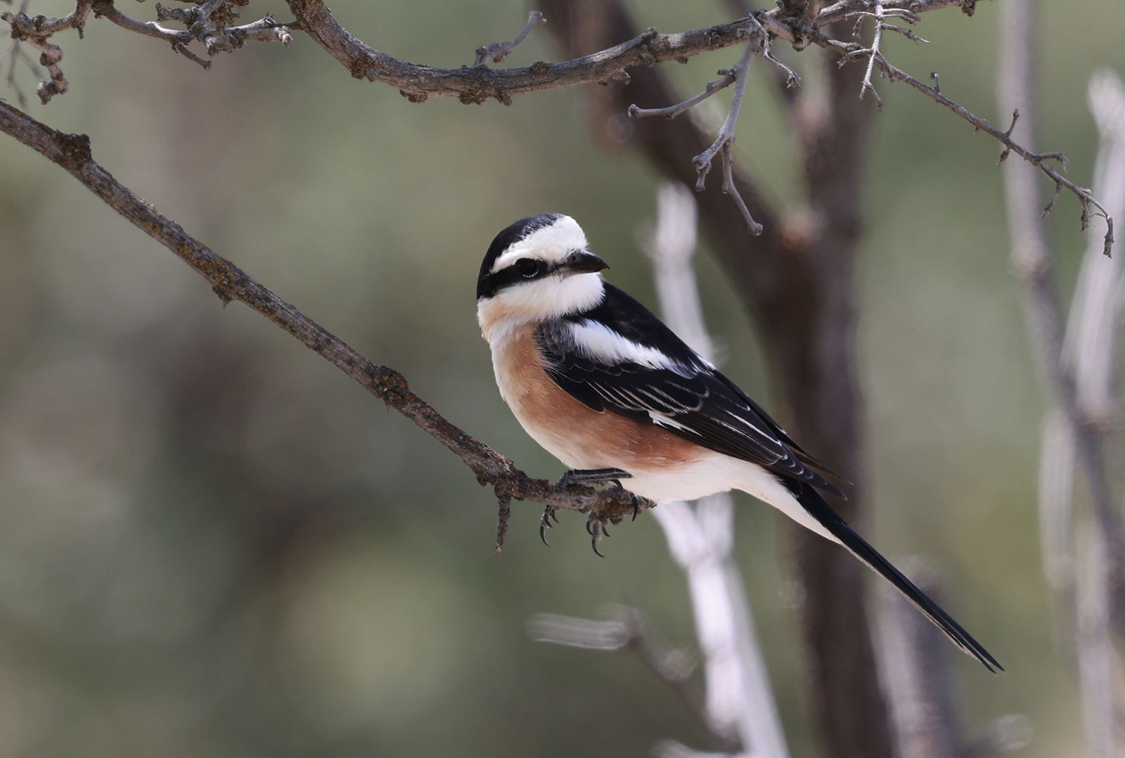 Masked Shrike