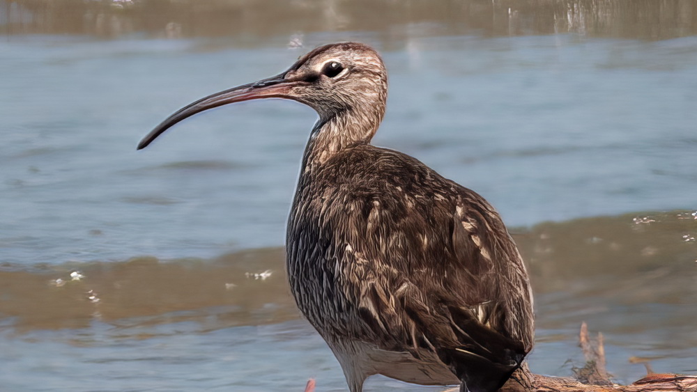 Eurasian Whimbrel