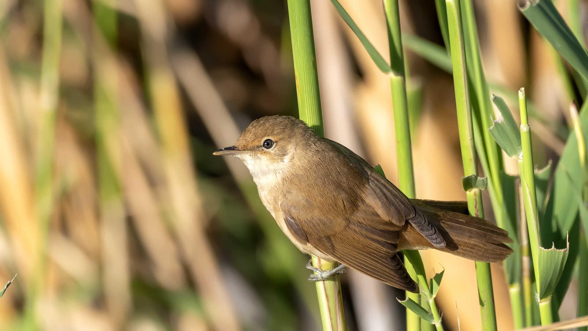 Common Reed Warbler