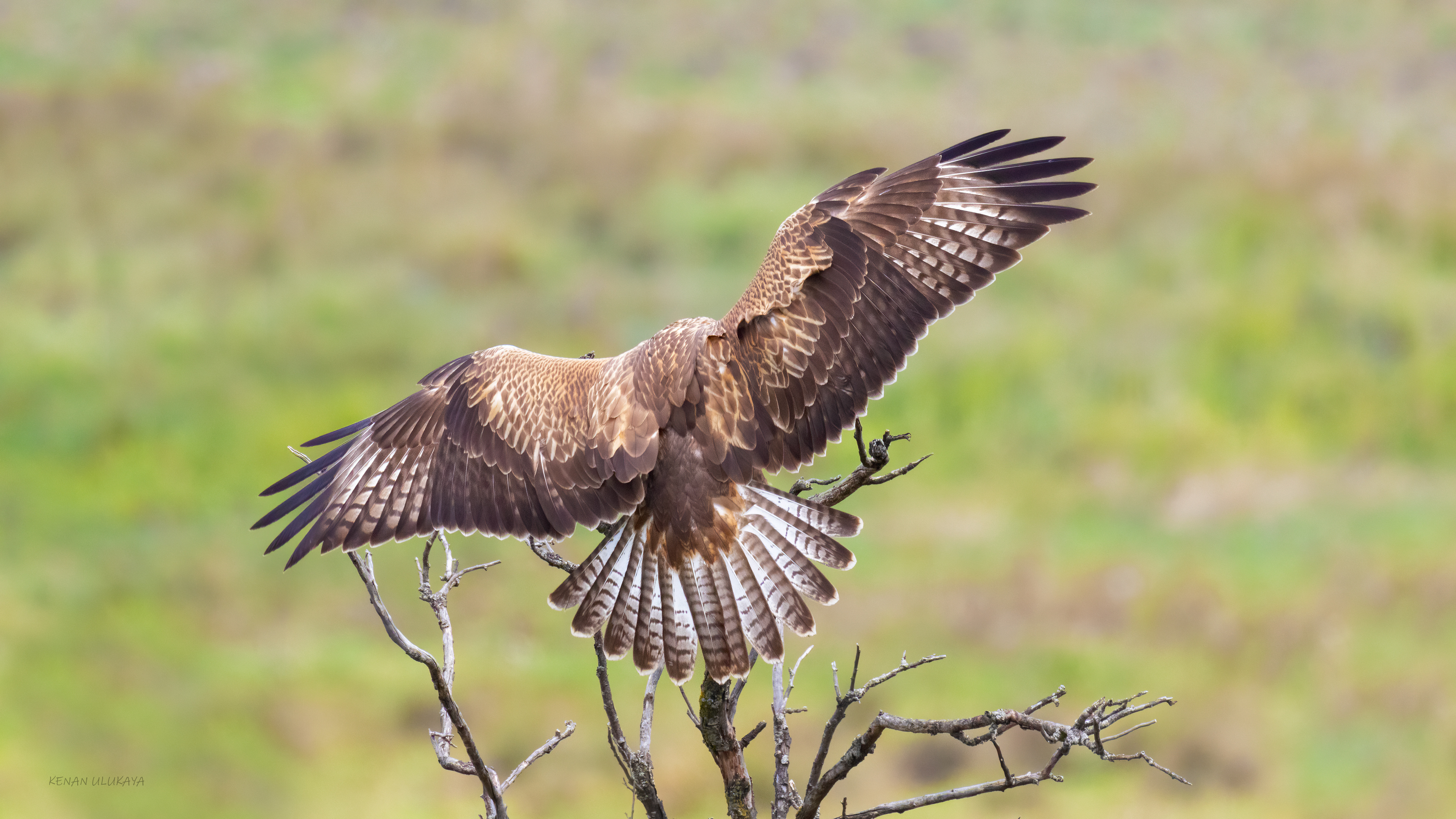 Kızıl şahin