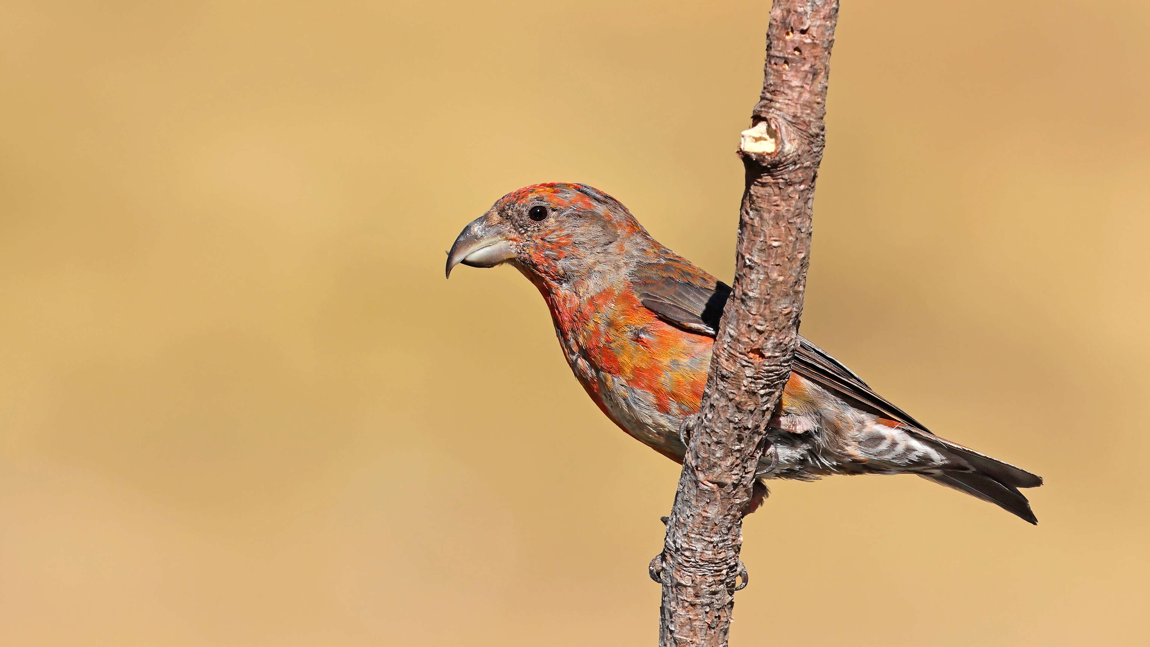 Çaprazgaga » Red Crossbill » Loxia curvirostra