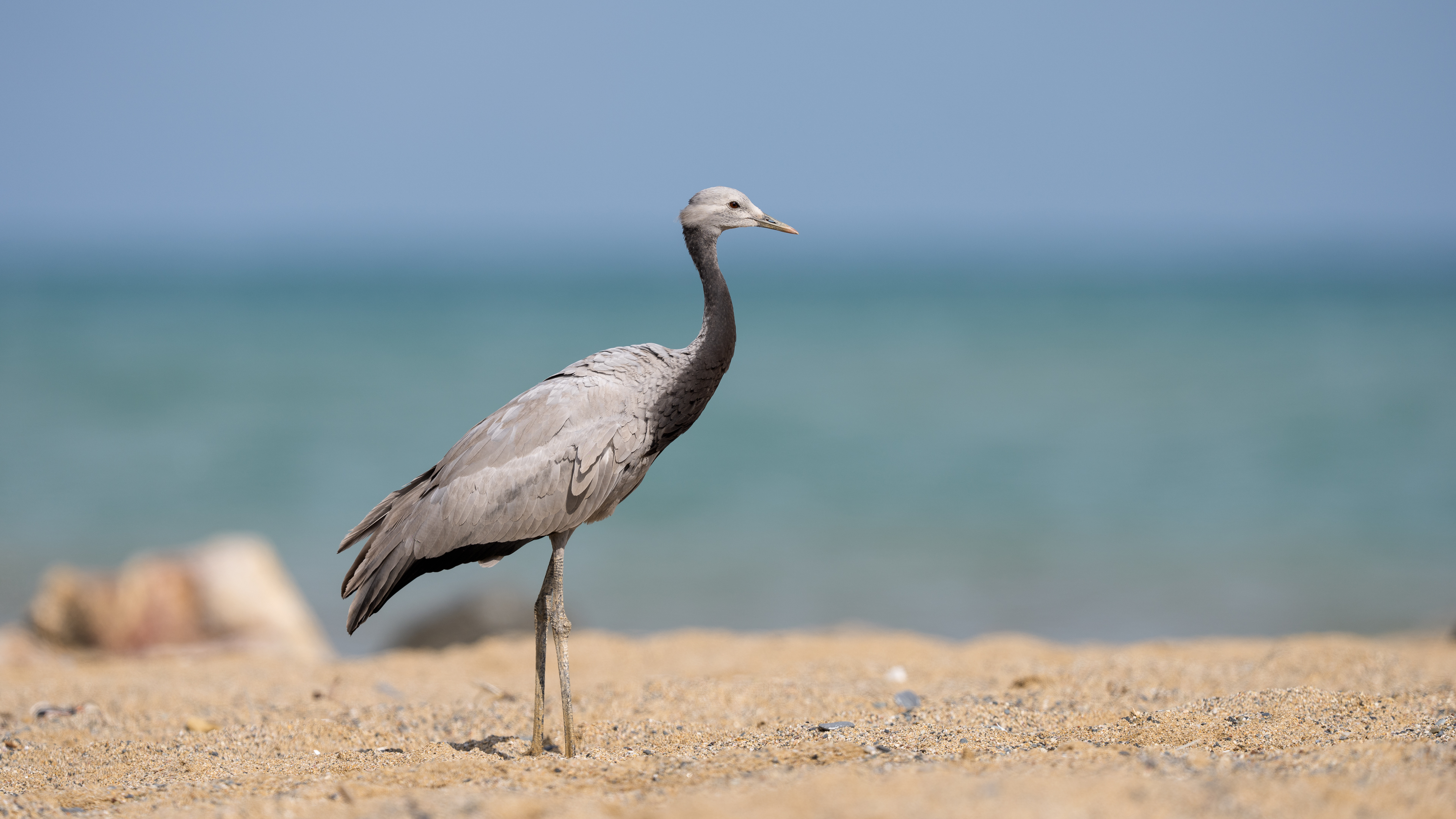 Telli turna » Demoiselle Crane » Anthropoides virgo
