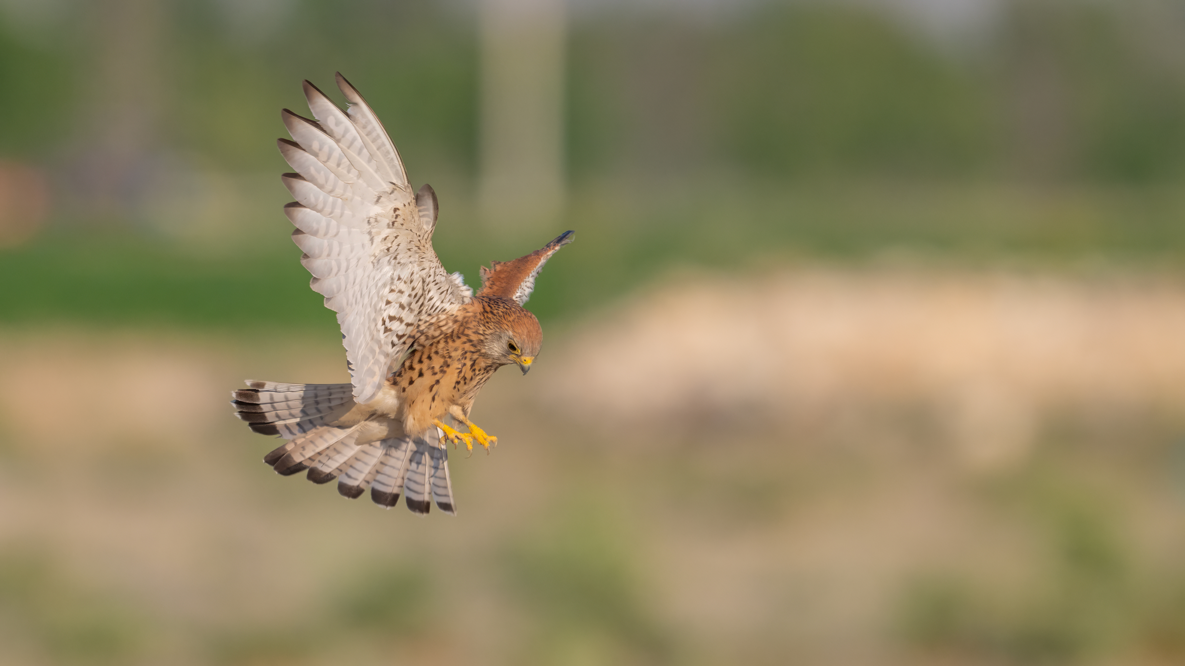 Küçük kerkenez » Lesser Kestrel » Falco naumanni