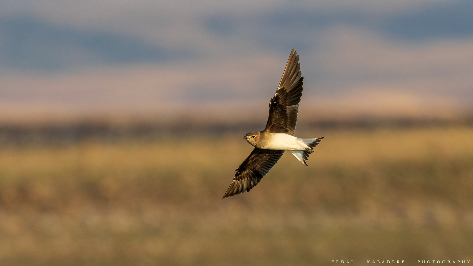 Karakanatlı bataklıkkırlangıcı » Black-winged Pratincole » Glareola nordmanni