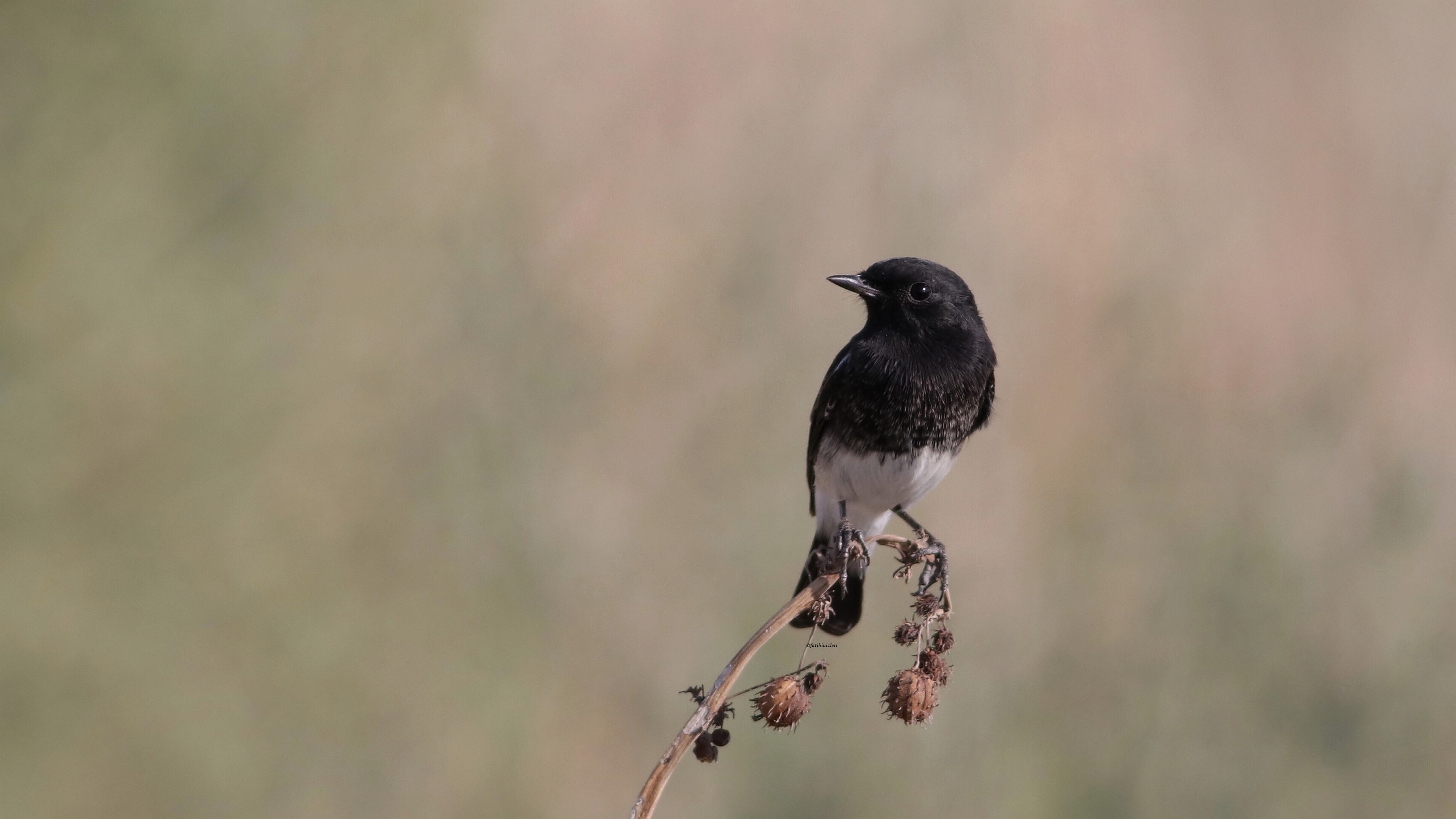 Kara taşkuşu » Pied Bush Chat » Saxicola caprata