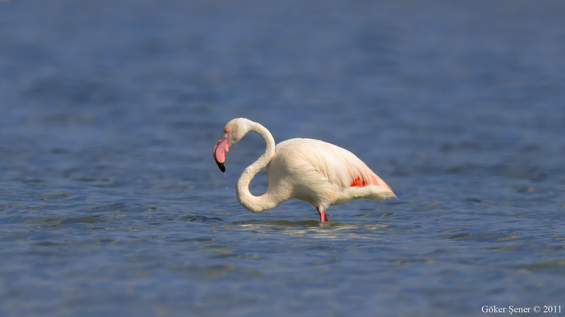 Flamingo