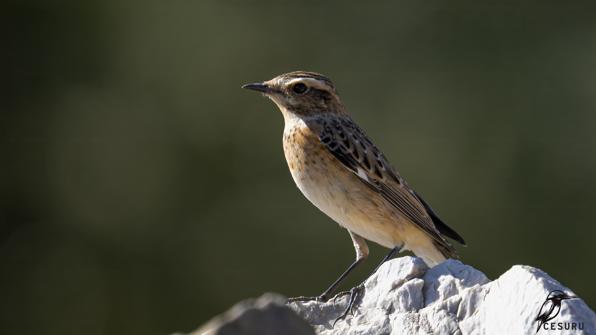 Çayır taşkuşu » Whinchat » Saxicola rubetra