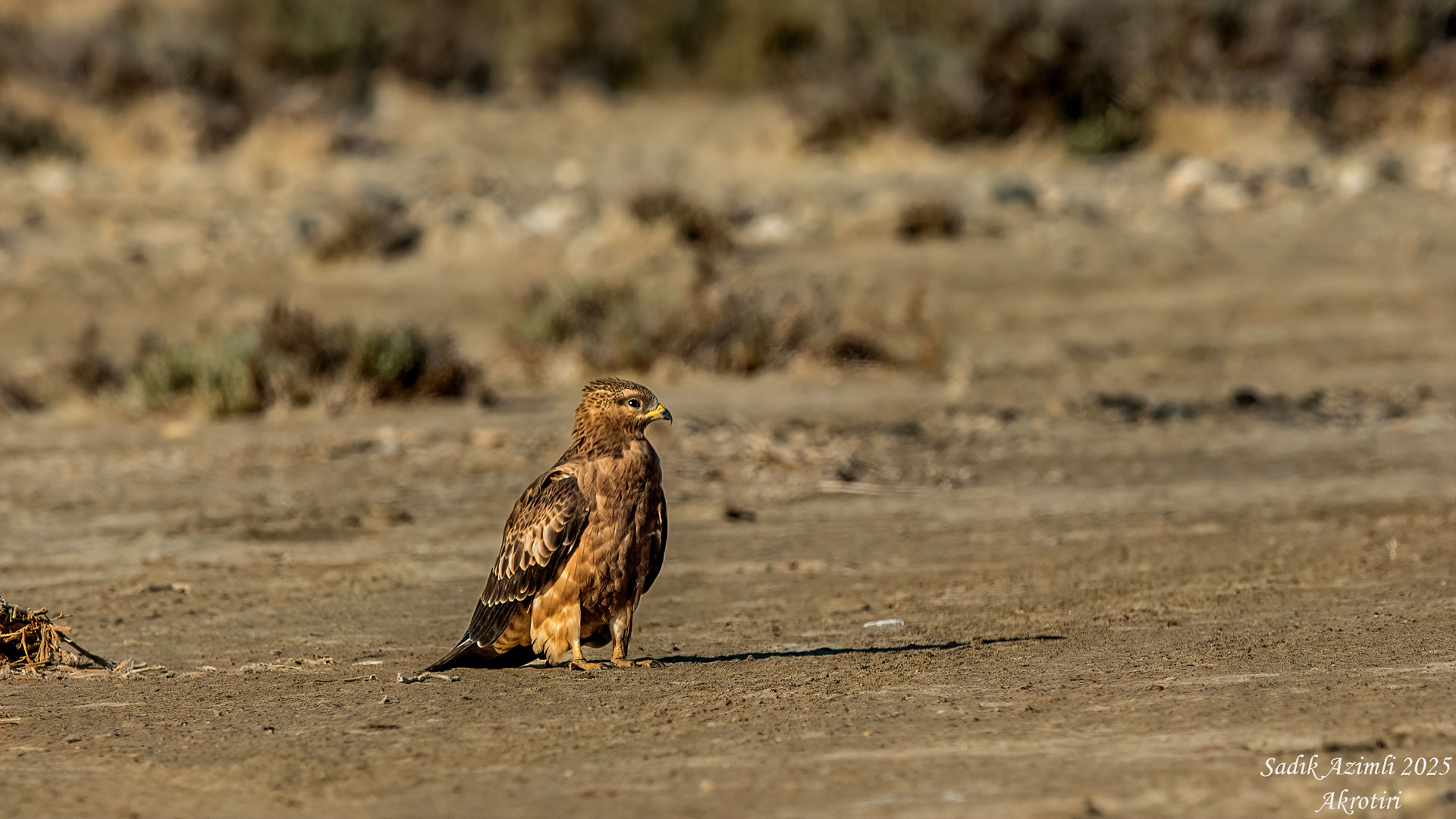 European Honey Buzzard