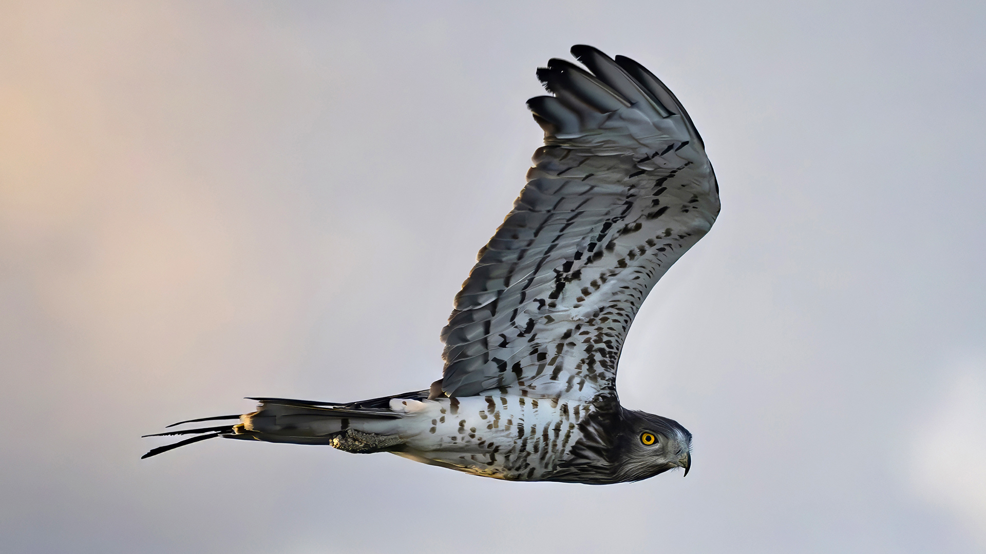 Yılan kartalı » Short-toed Snake Eagle » Circaetus gallicus