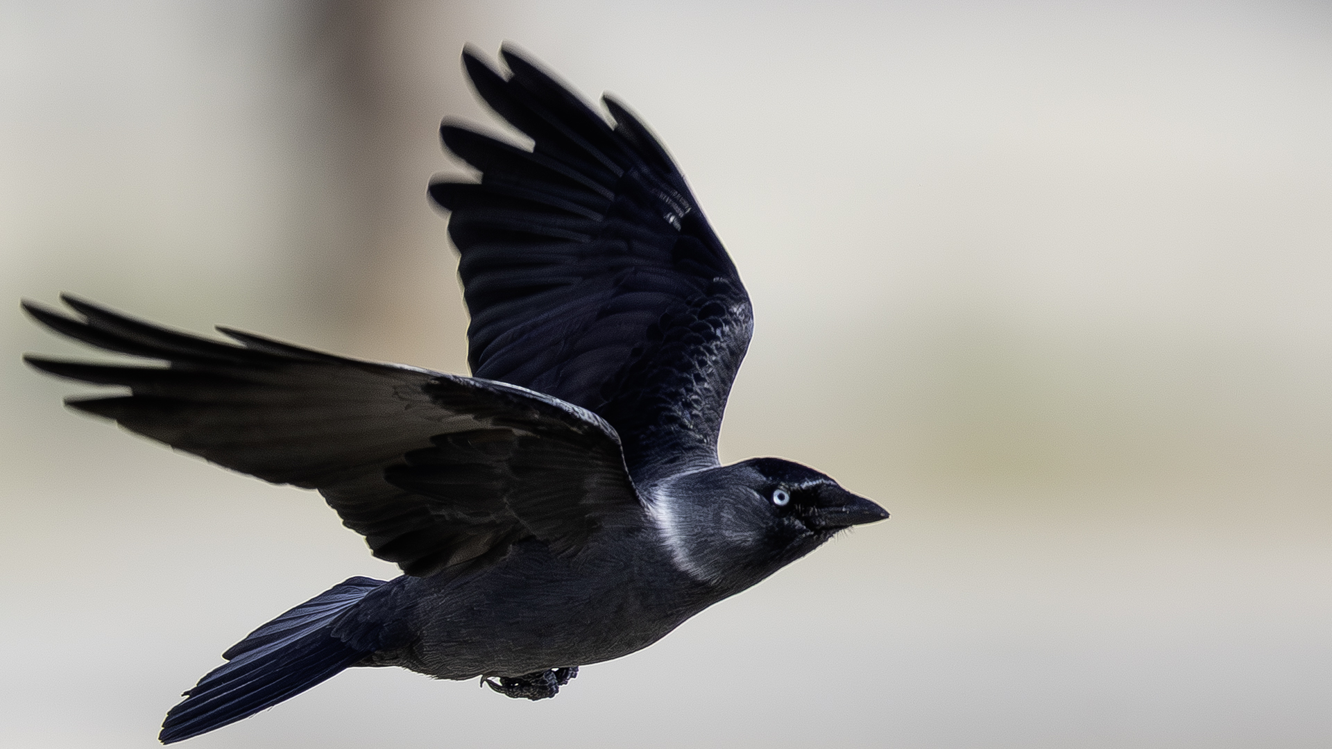 Küçük karga » Western Jackdaw » Coloeus monedula