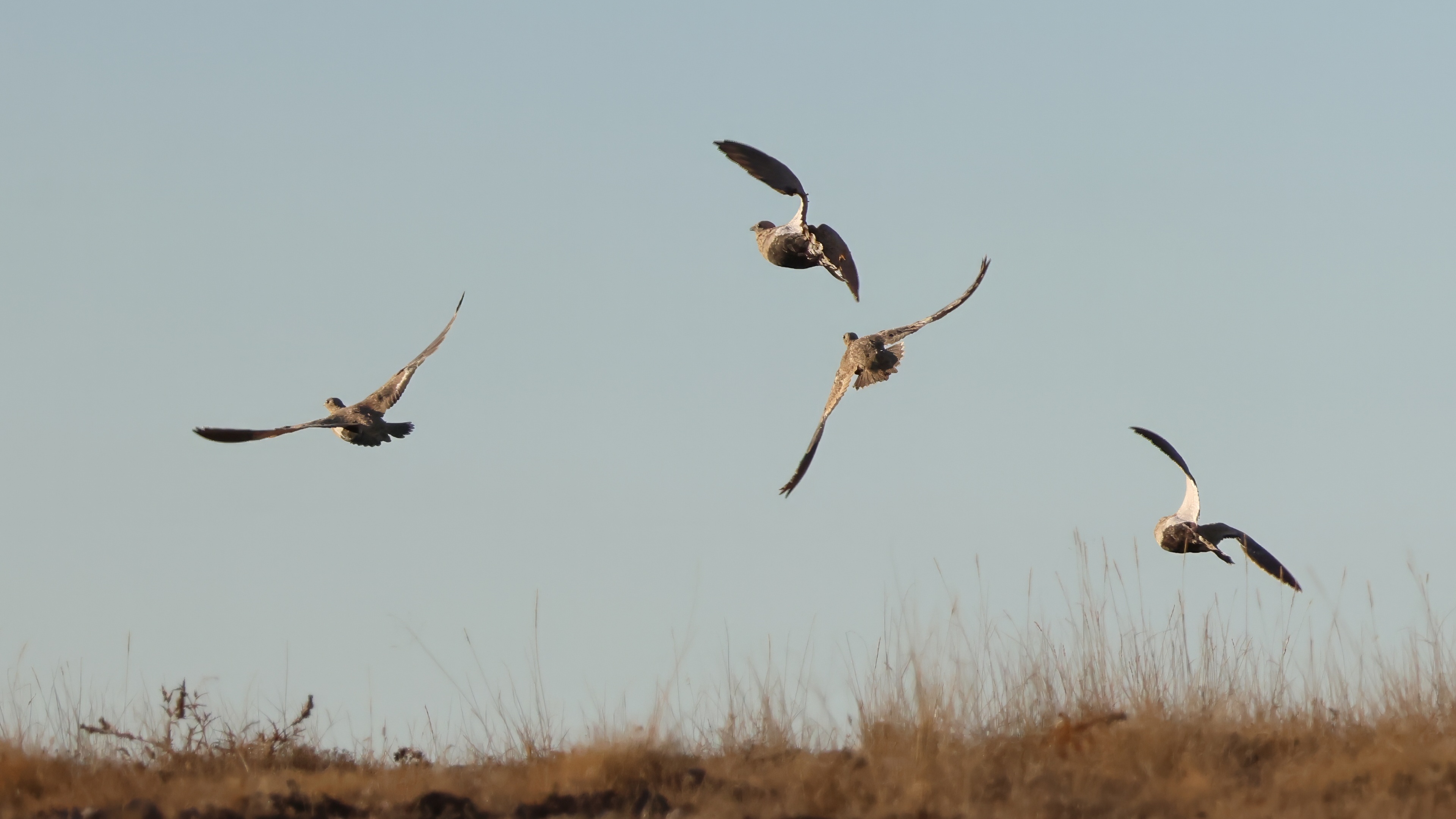 Bağırtlak » Black-bellied Sandgrouse » Pterocles orientalis