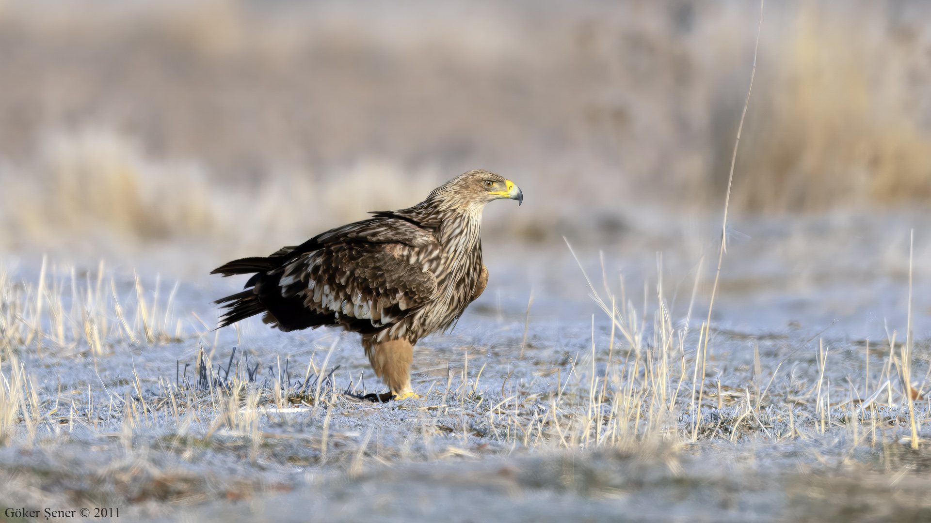 Şah kartal » Eastern Imperial Eagle » Aquila heliaca