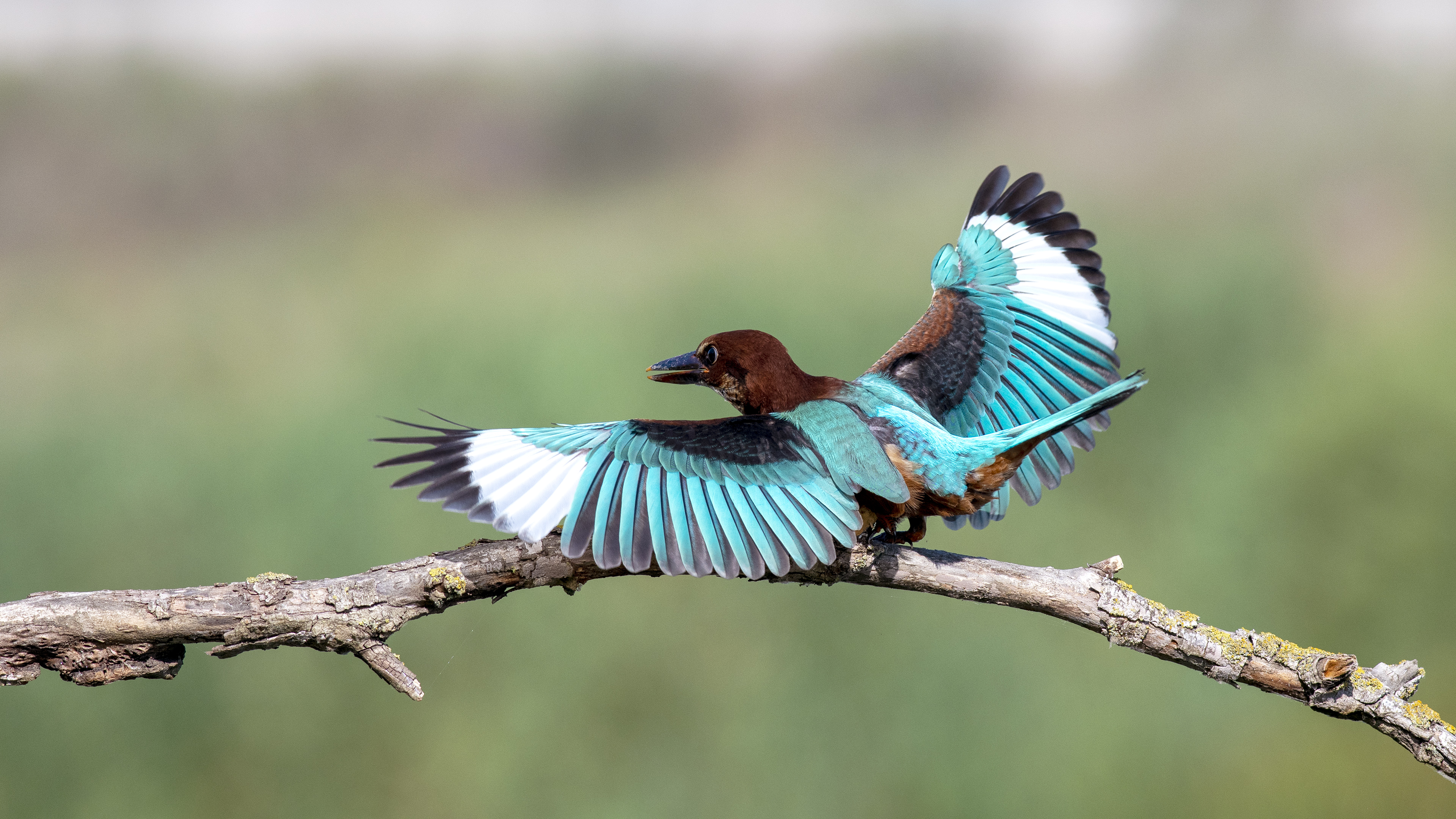 İzmir yalıçapkını » White-throated Kingfisher » Halcyon smyrnensis