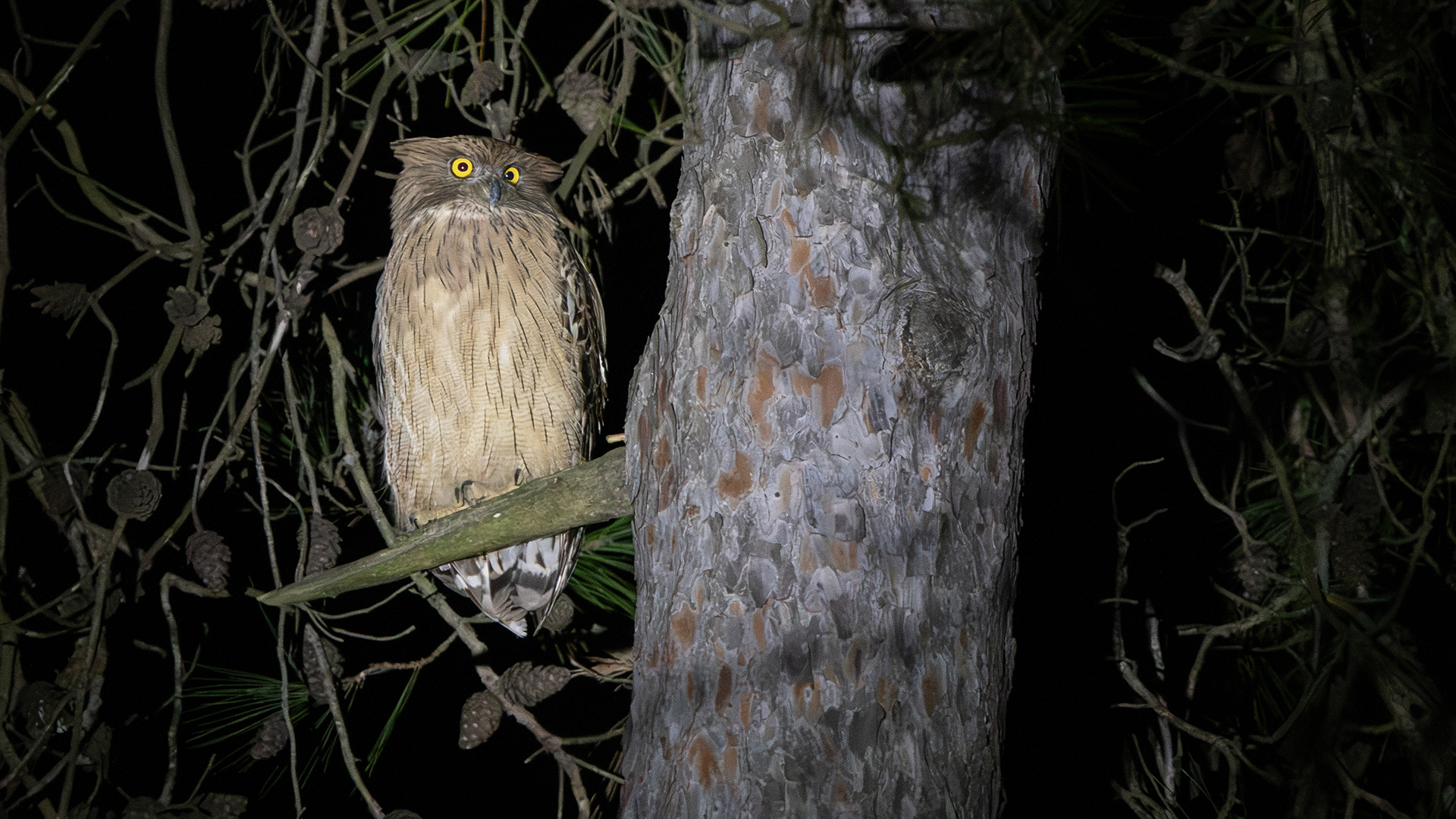 Balık baykuşu » Brown Fish Owl » Ketupa zeylonensis