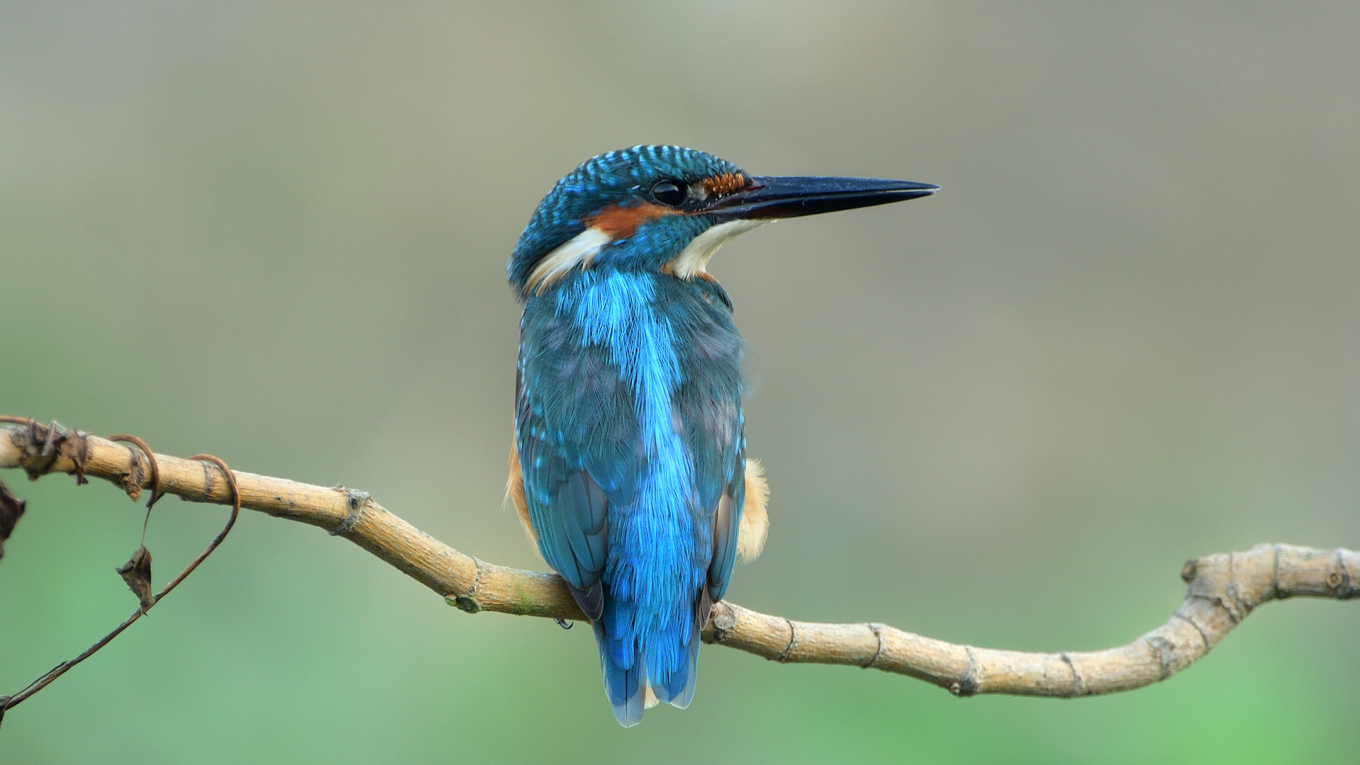 Yalıçapkını » Common Kingfisher » Alcedo atthis
