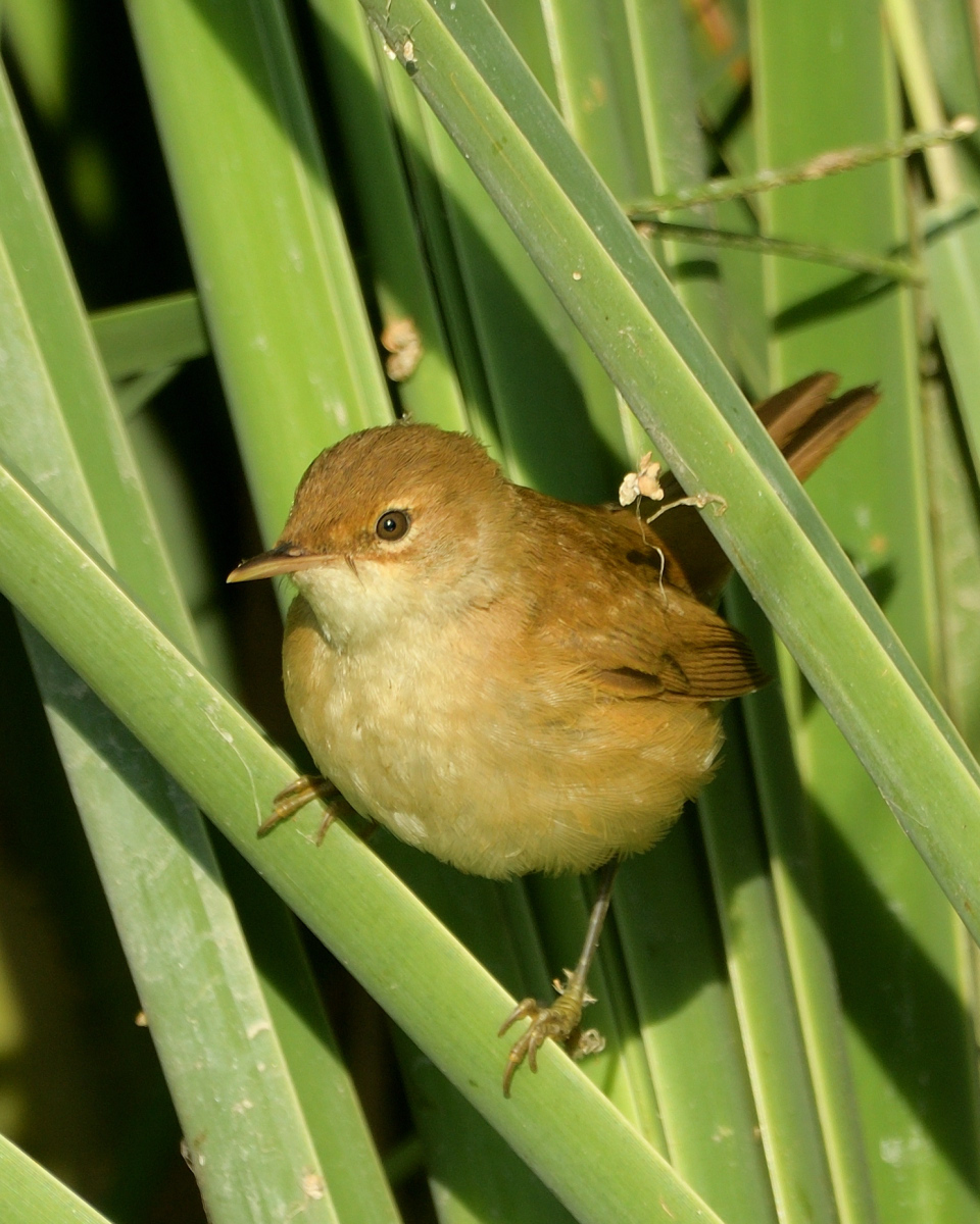 Common Reed Warbler