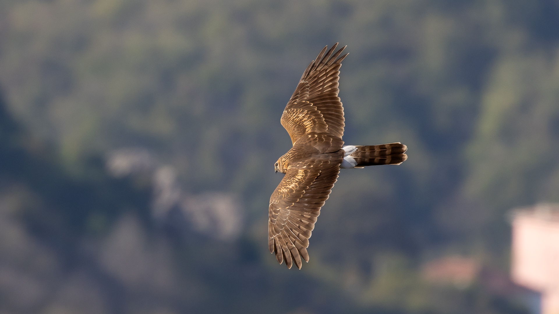 Gökçe delice » Hen Harrier » Circus cyaneus