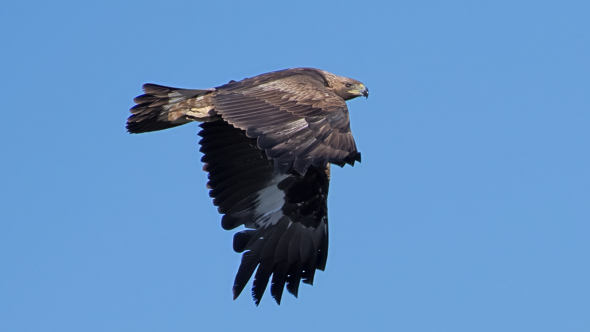 Kaya kartalı » Golden Eagle » Aquila chrysaetos
