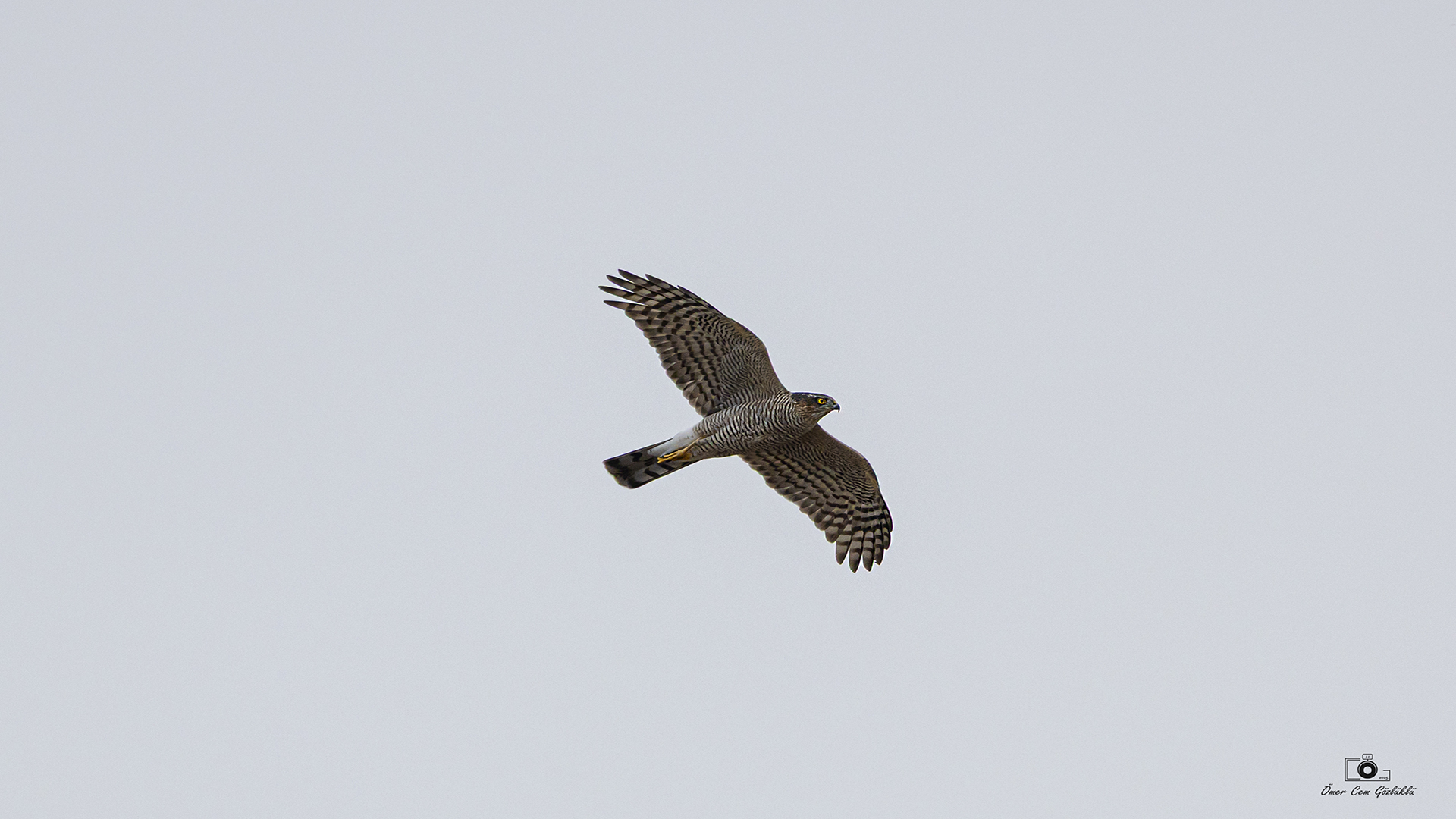 Atmaca » Eurasian Sparrowhawk » Accipiter nisus