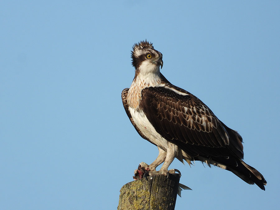 Osprey