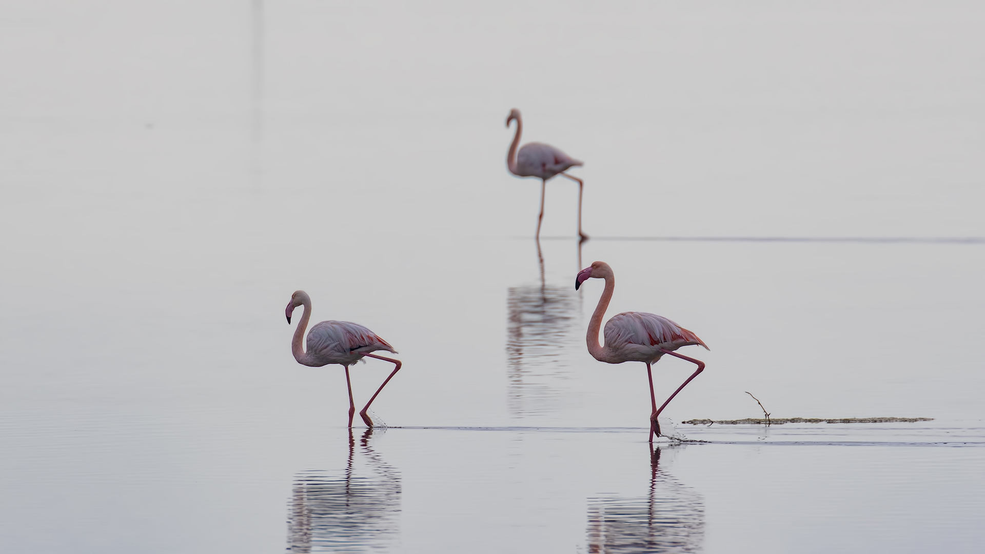 Flamingo