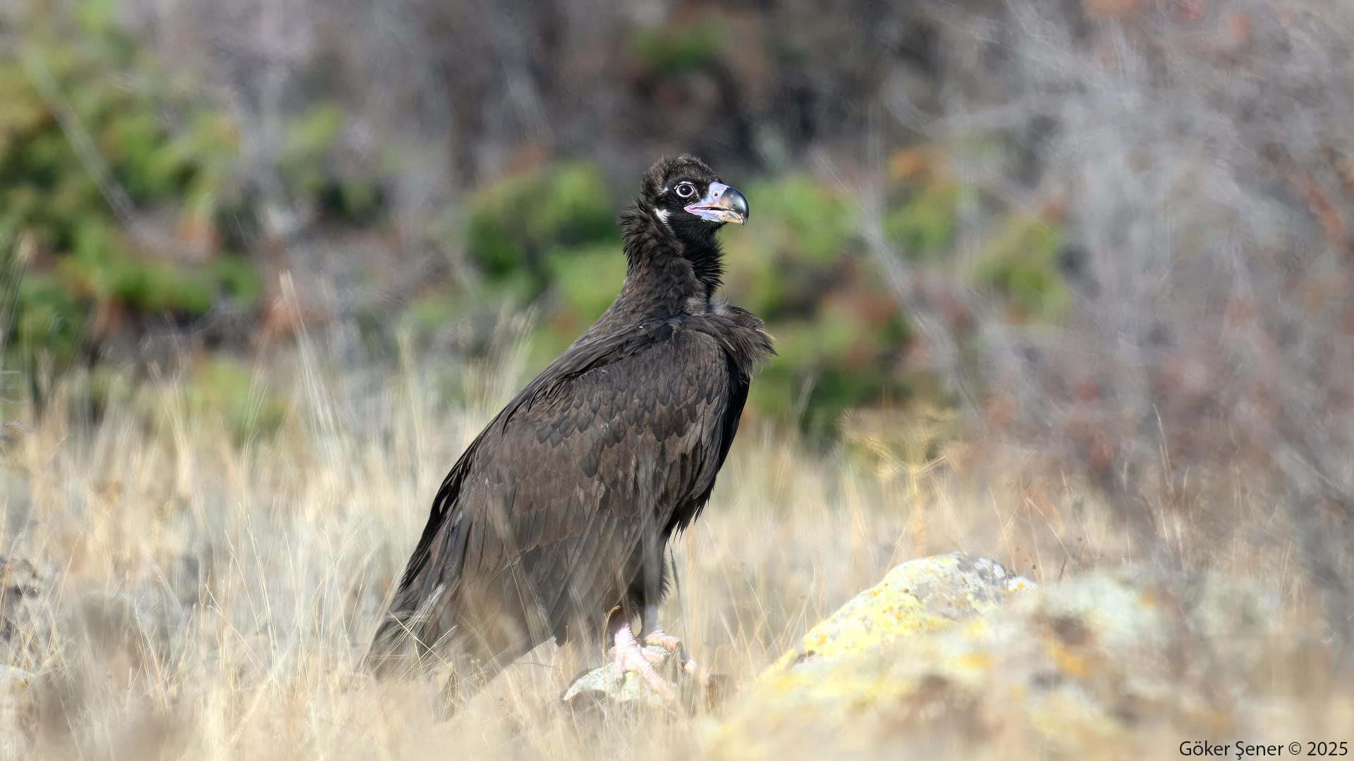 Kara akbaba » Cinereous Vulture » Aegypius monachus