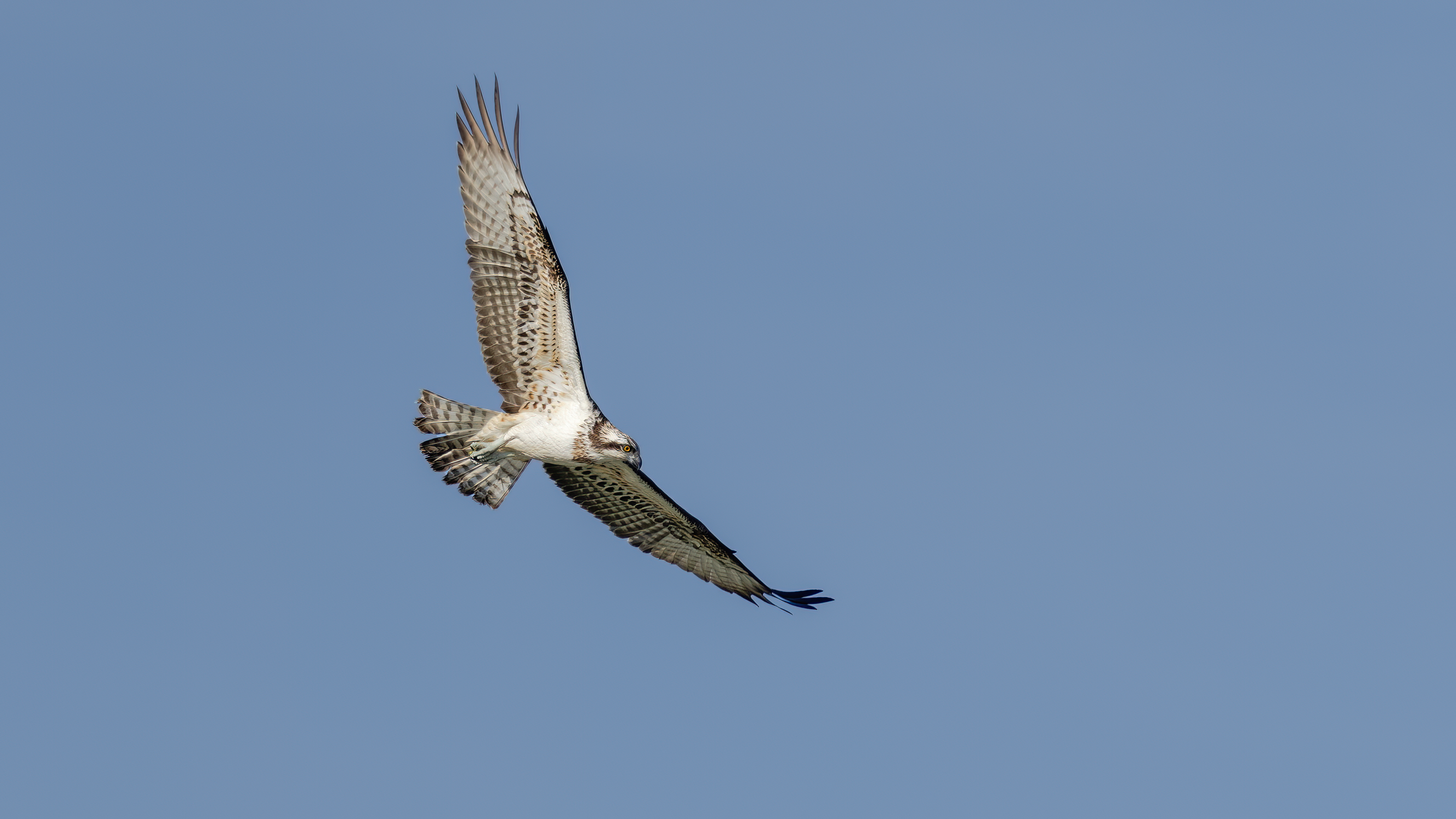 Osprey