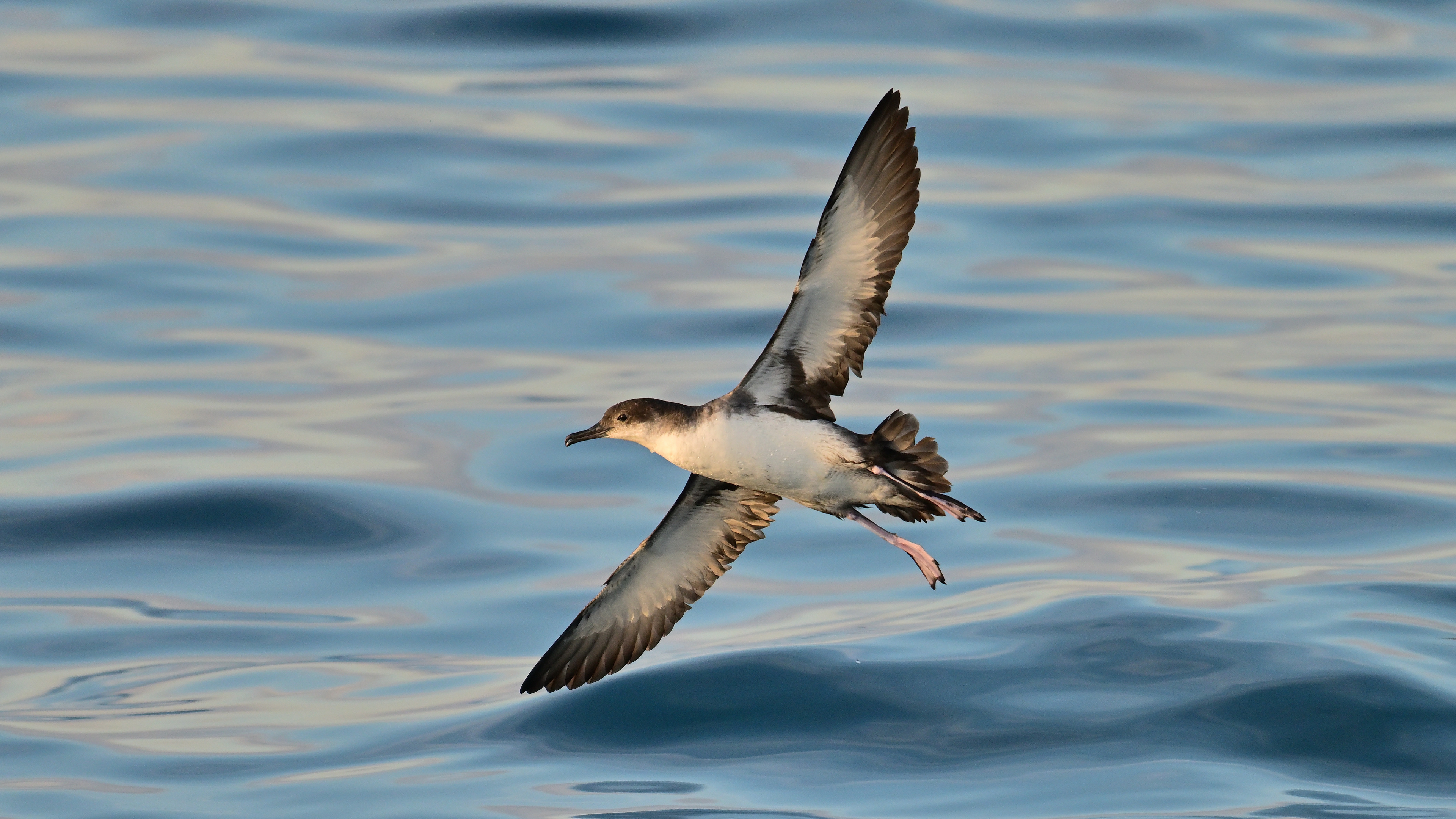 Yelkovan » Yelkouan Shearwater » Puffinus yelkouan