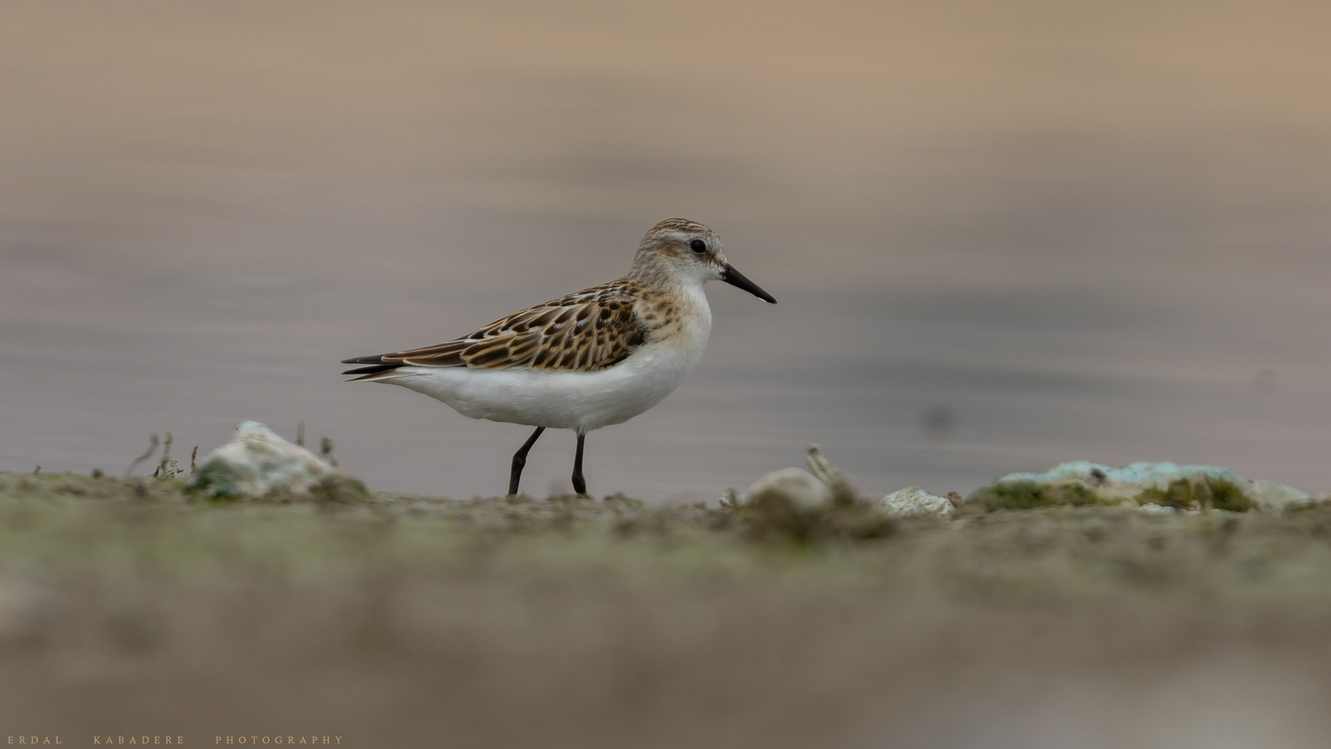 Küçük kumkuşu