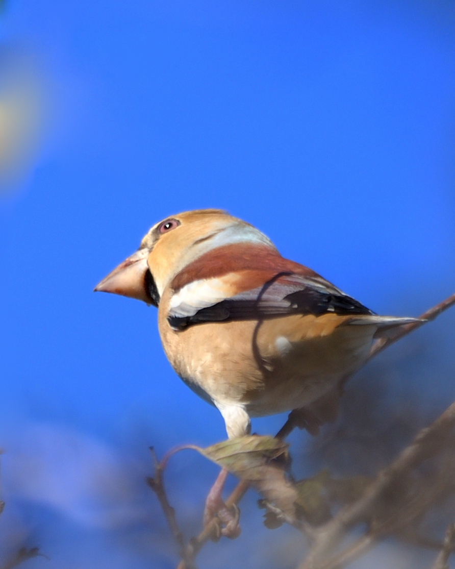 Hawfinch
