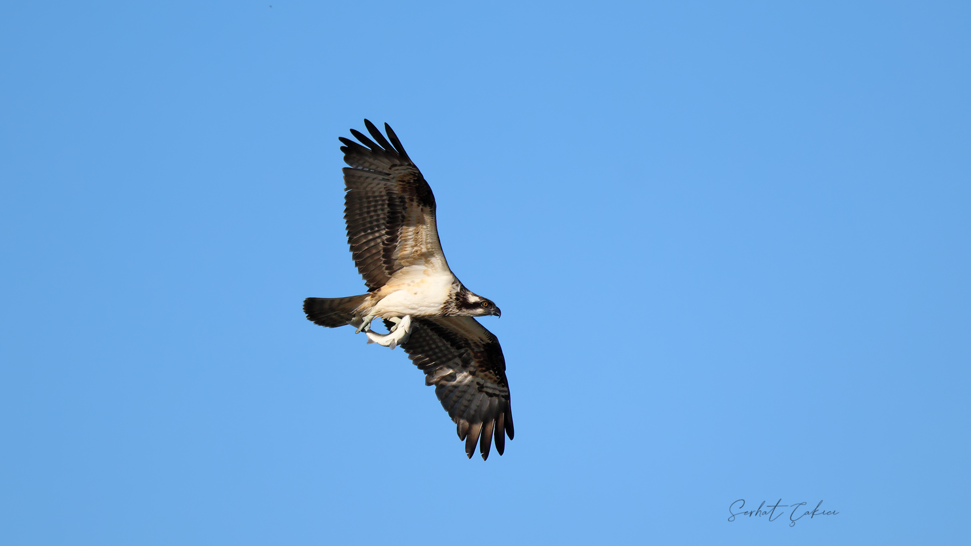 Osprey