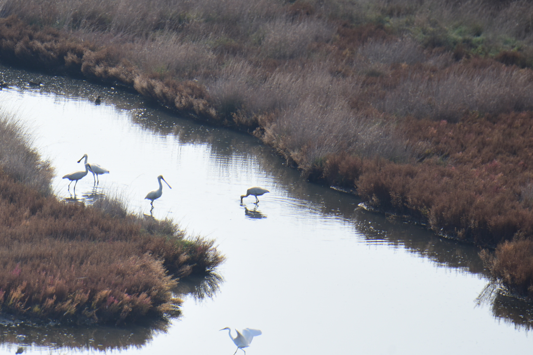 Eurasian Spoonbill