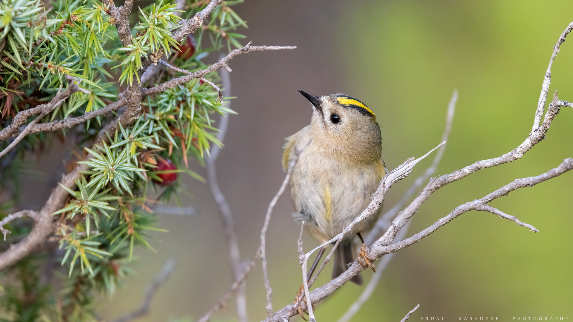 Goldcrest