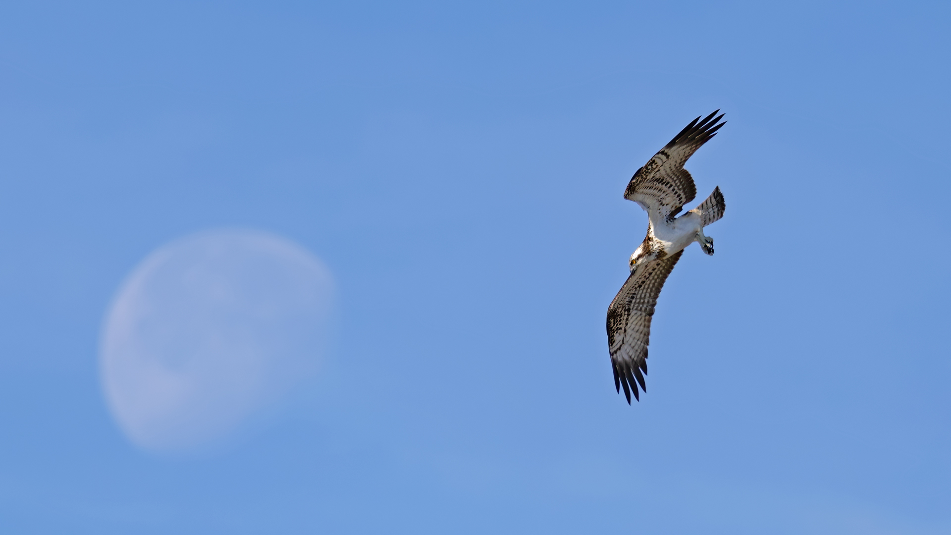 Osprey