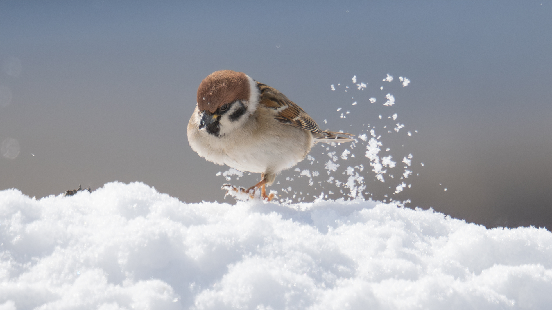 Eurasian Tree Sparrow