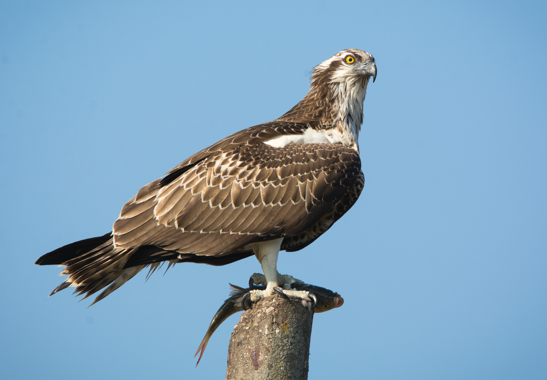 Osprey