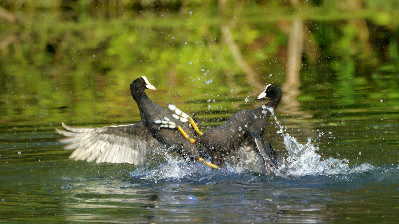 Eurasian Coot