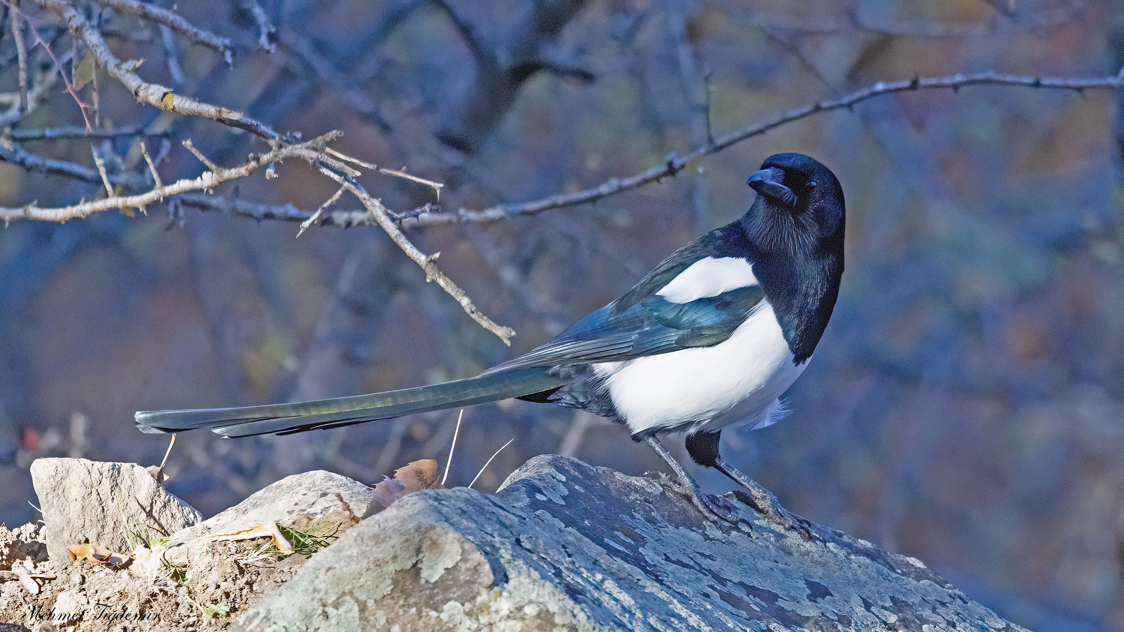 Eurasian Magpie