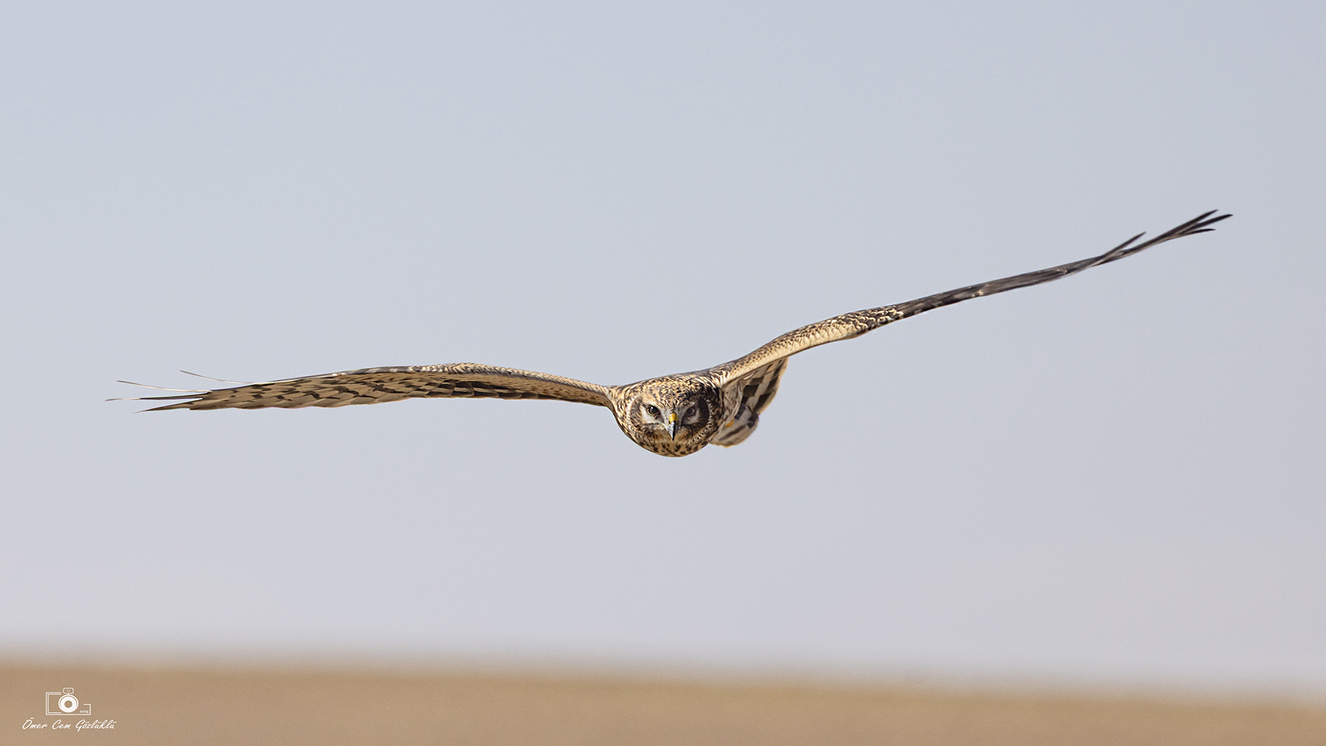 Bozkır delicesi » Pallid Harrier » Circus macrourus
