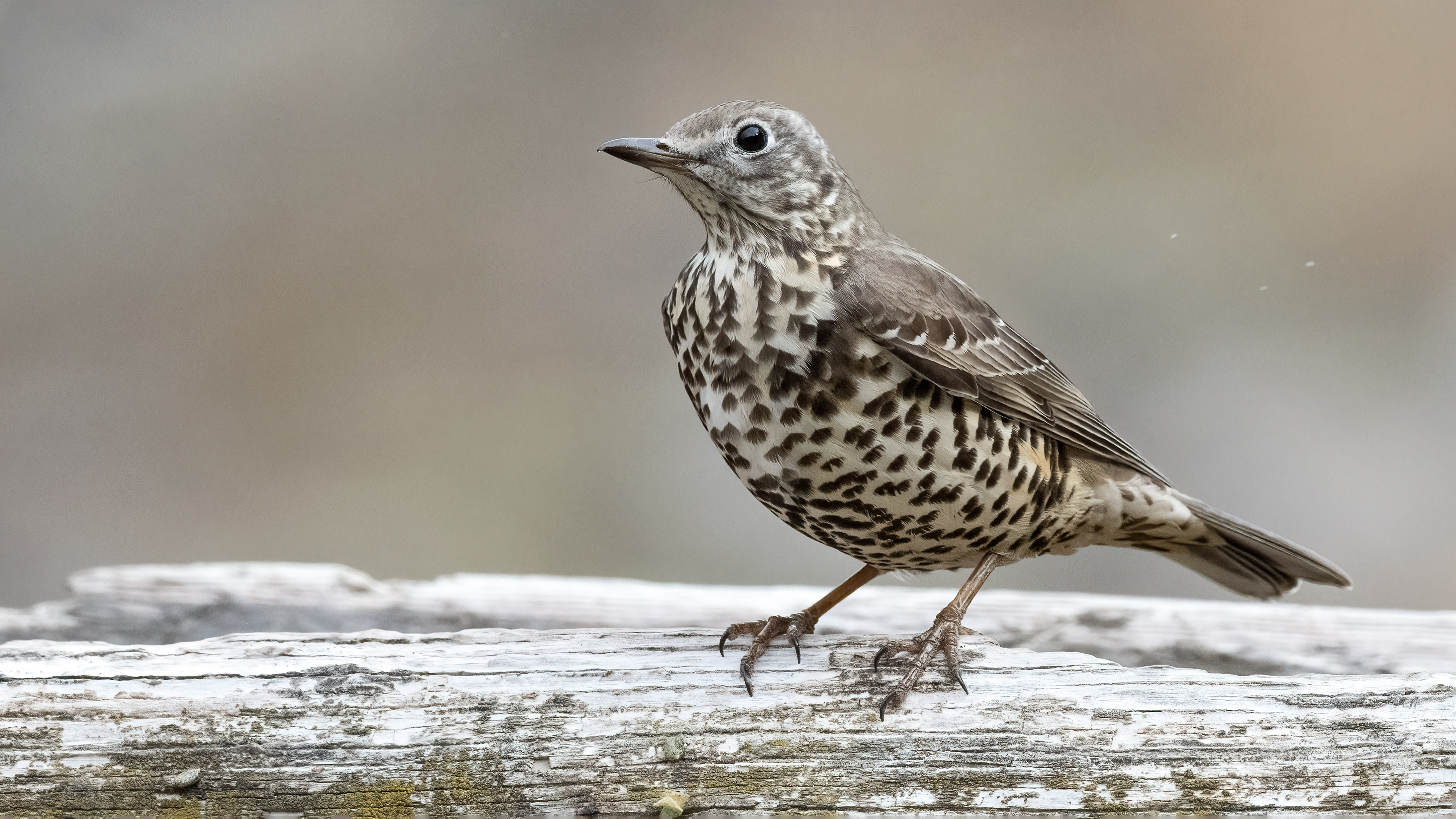 Ökse ardıcı » Mistle Thrush » Turdus viscivorus