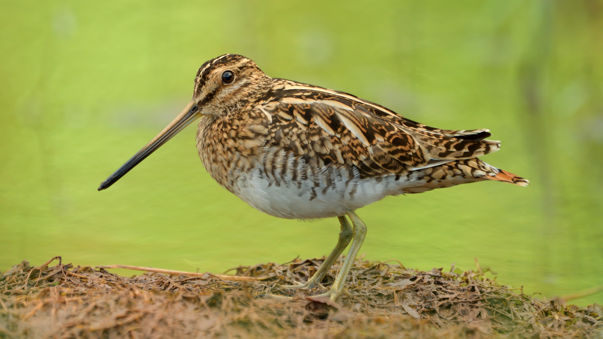 Suçulluğu » Common Snipe » Gallinago gallinago