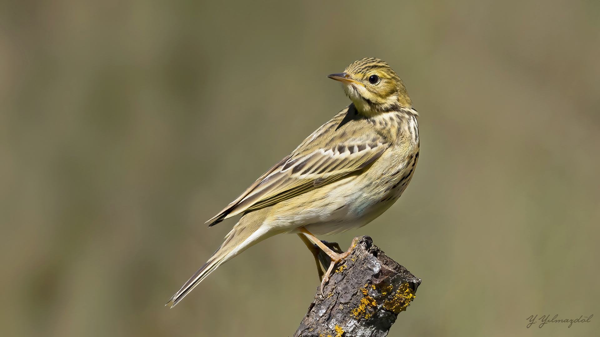 Ağaç incirkuşu