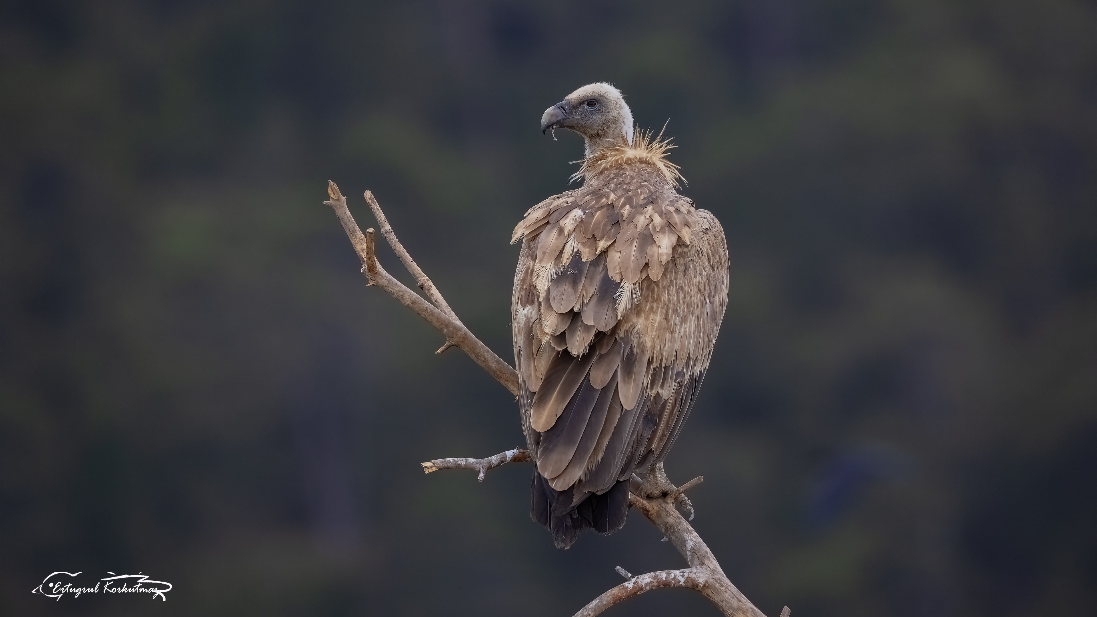 Griffon Vulture