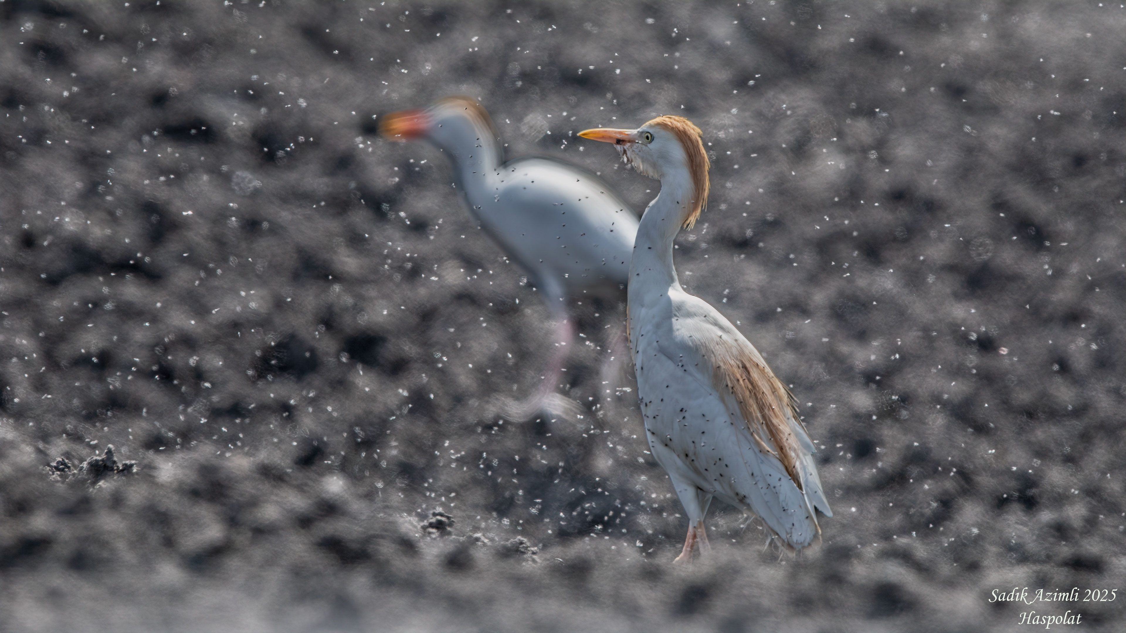 Western Cattle Egret