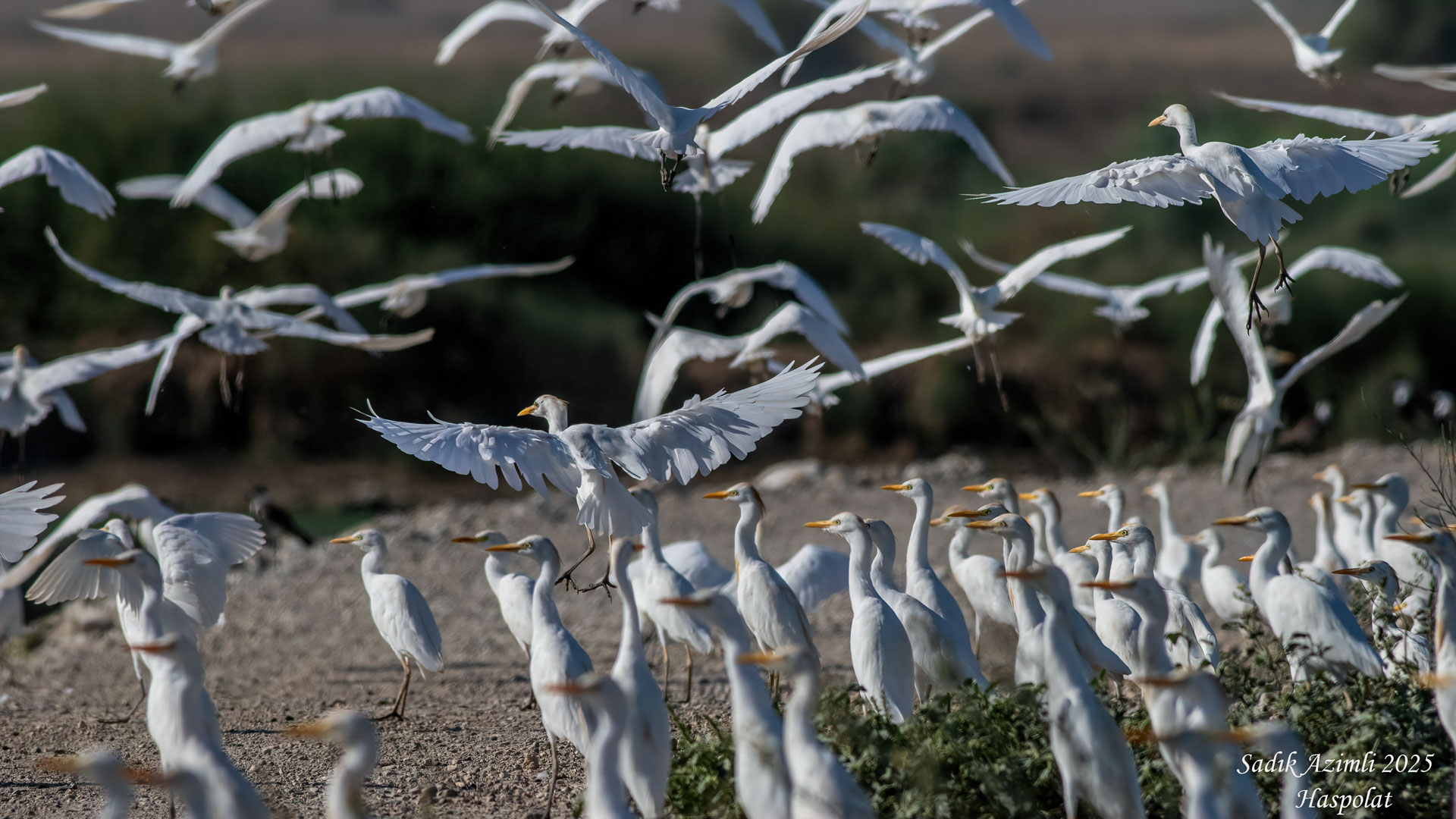 Western Cattle Egret